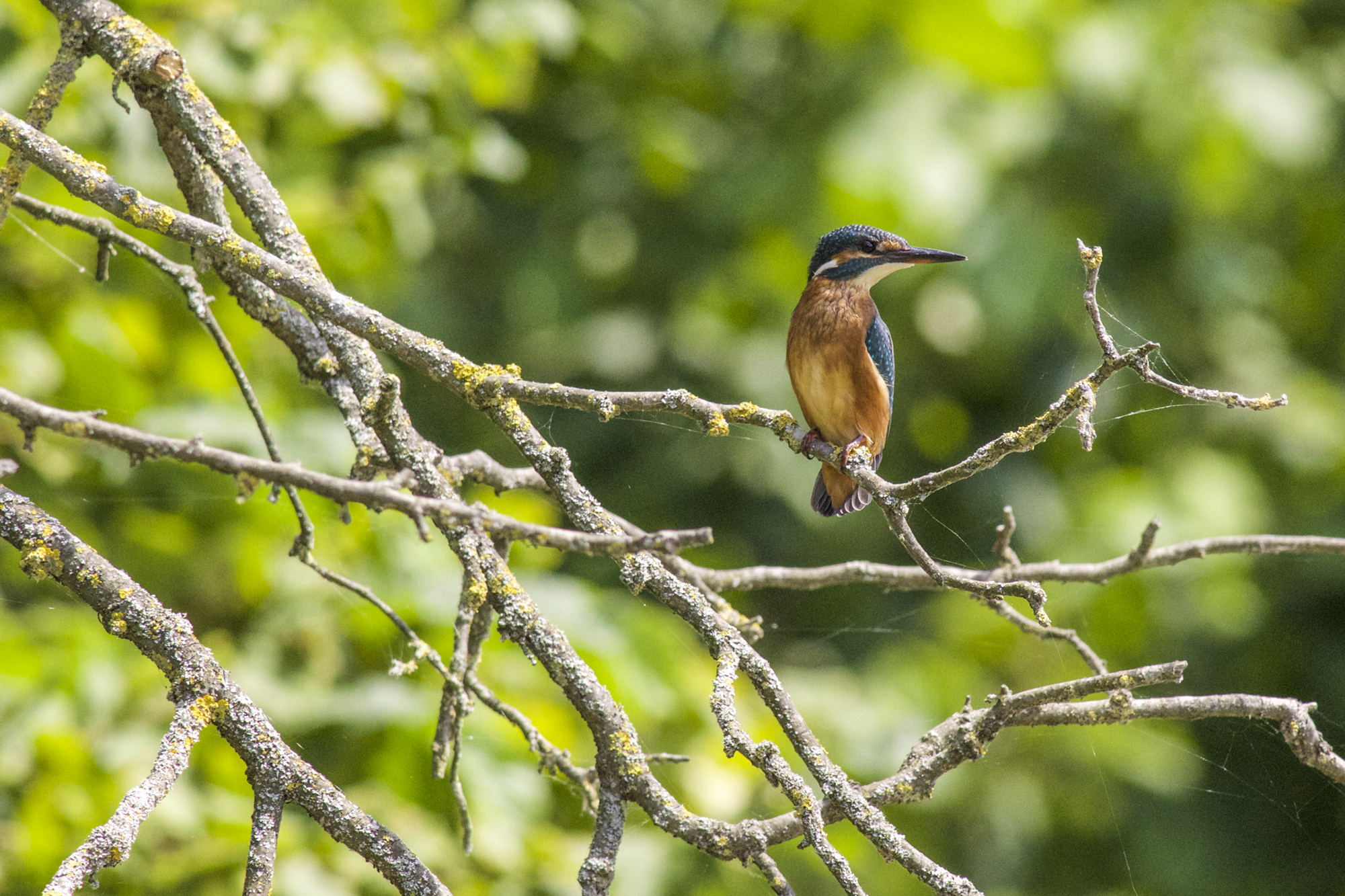 kingfisher...