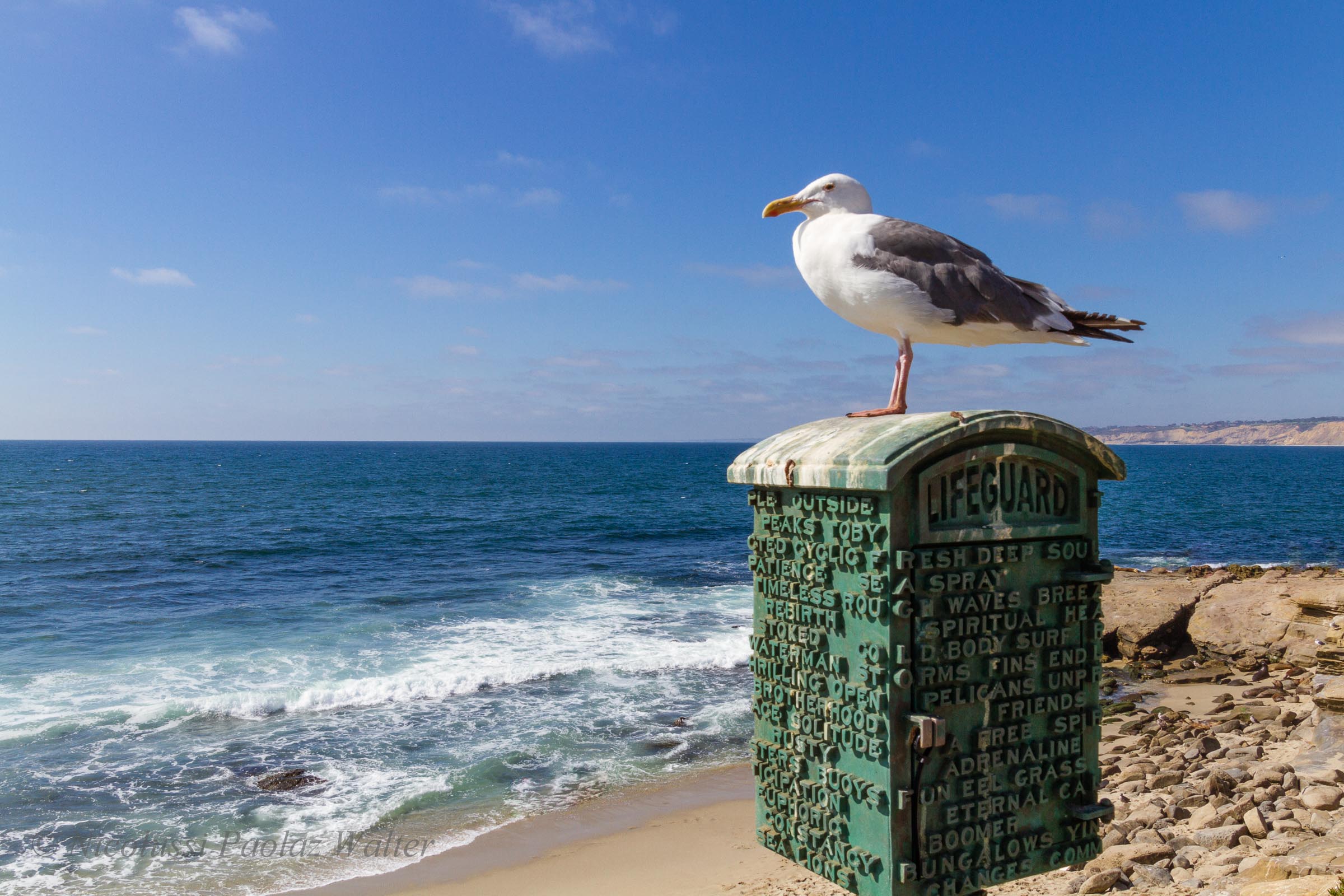 Lifeguard...