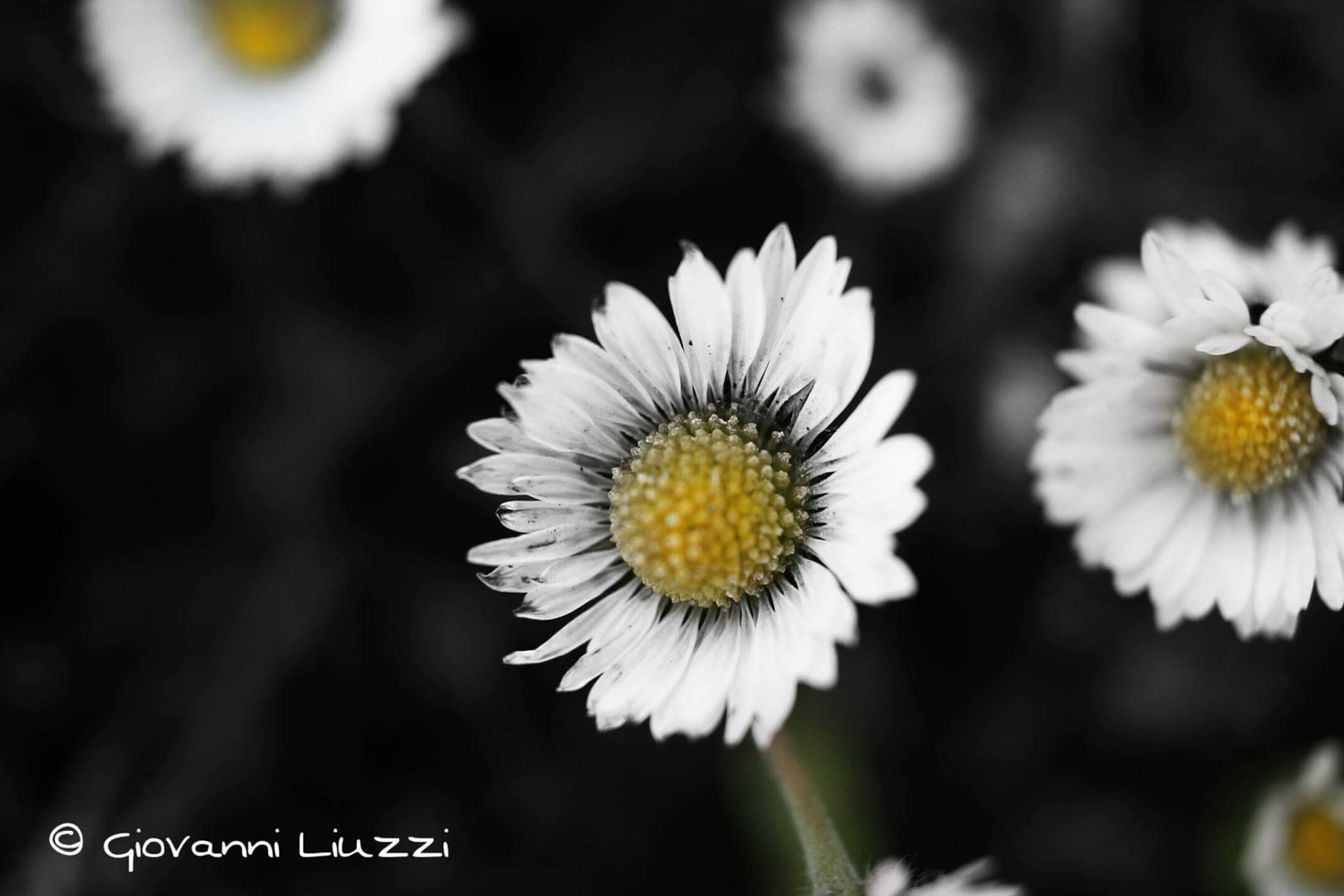 Portrait of a daisy...