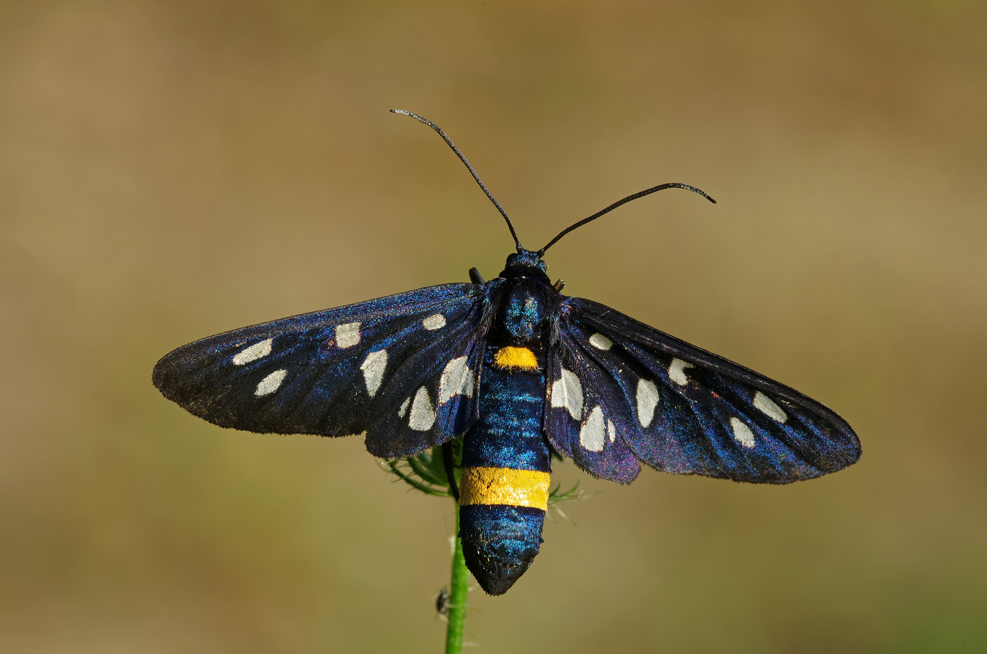 nine-spotted moth...