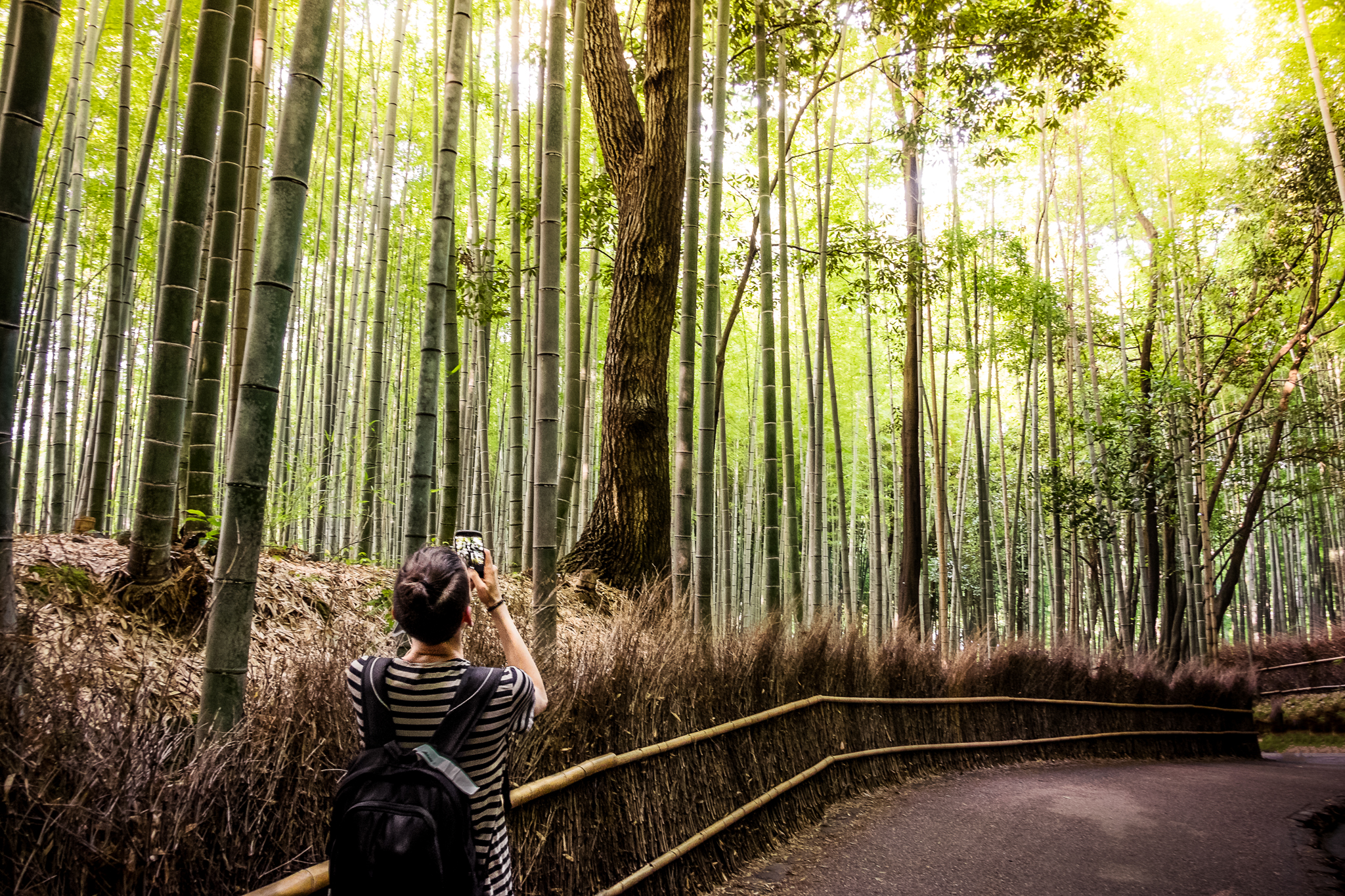 Arashiyama - Foresta di Bambù...