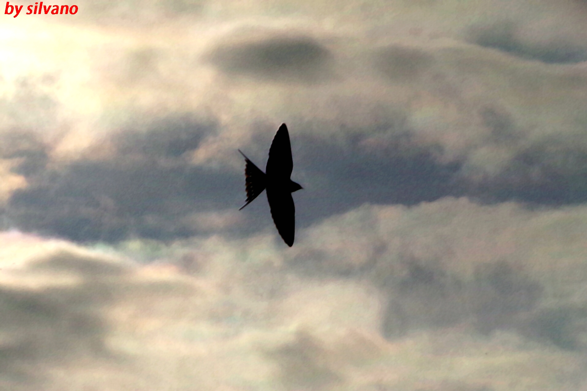 flying dove...
