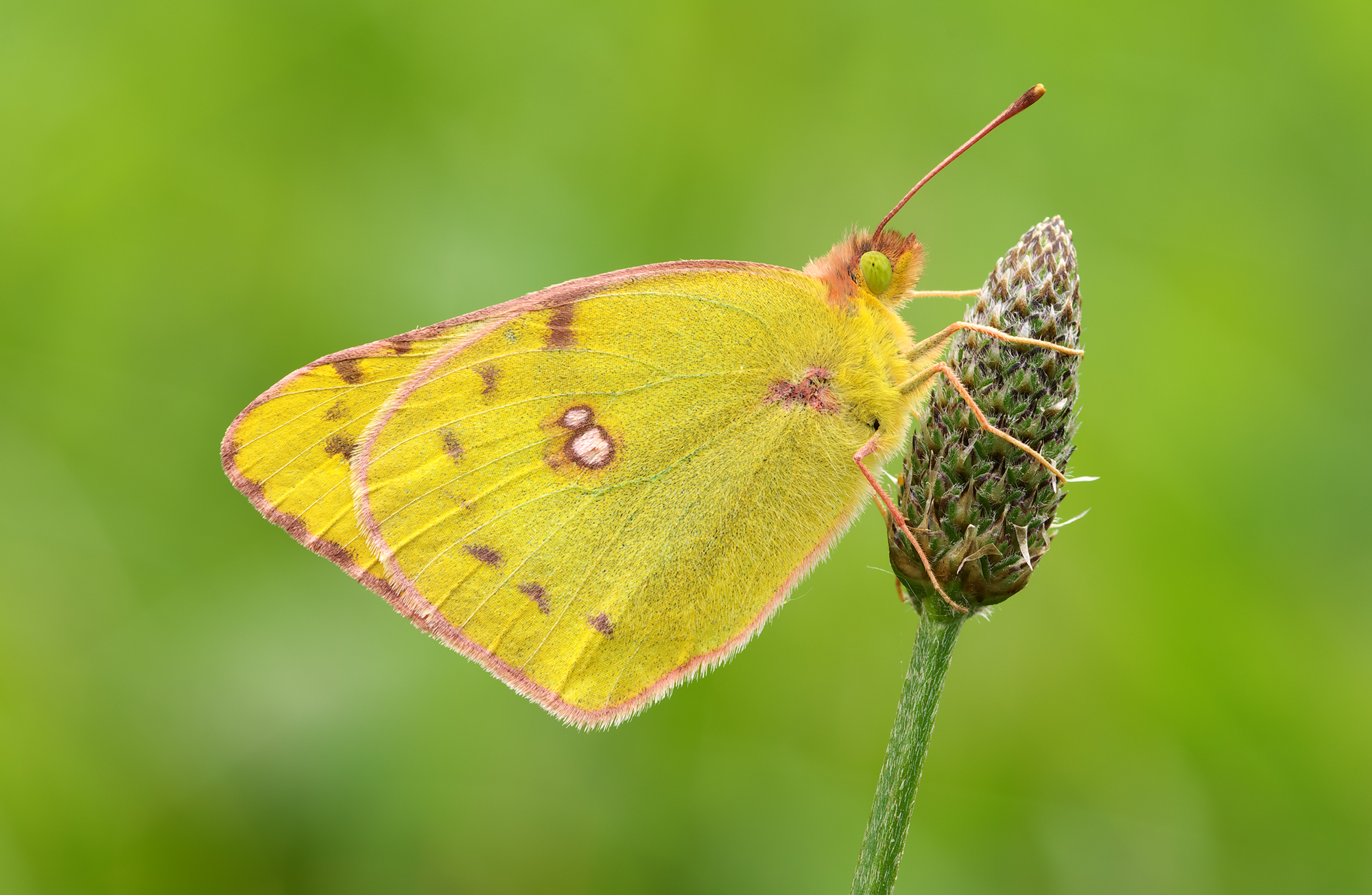 Colias hyale...