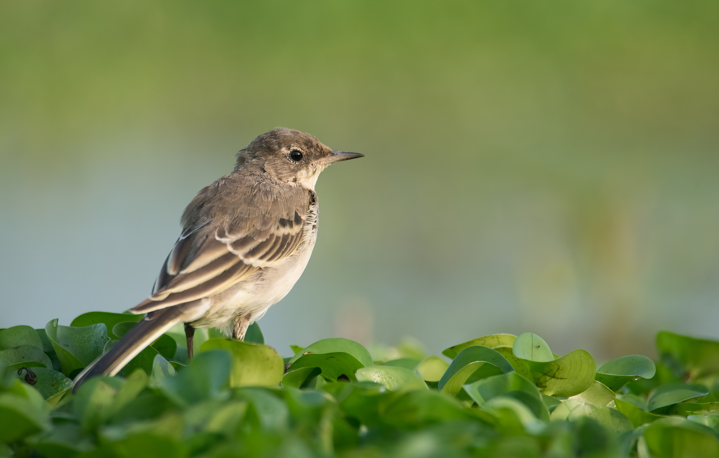 white Wagtail...