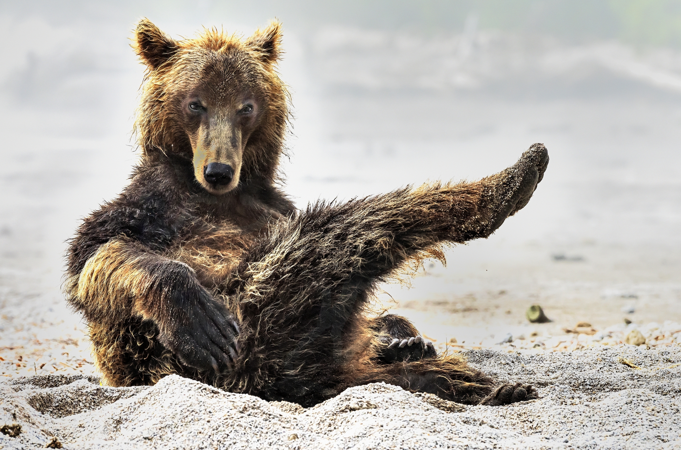Kamchatka 2016 - Orsa sexi...
