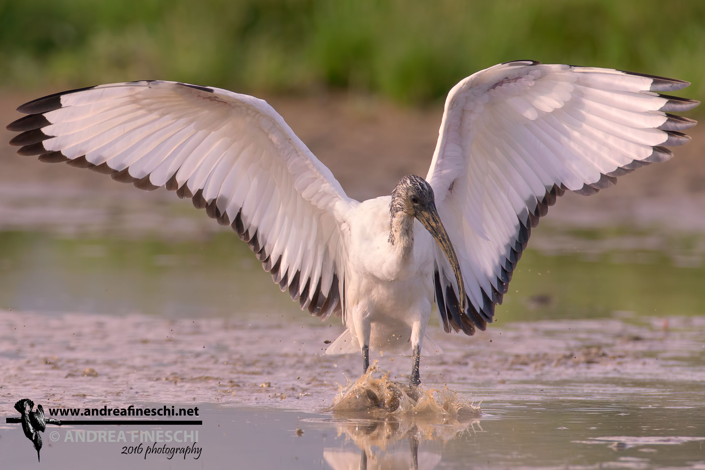 Il volo dell'ibis sacro 04...