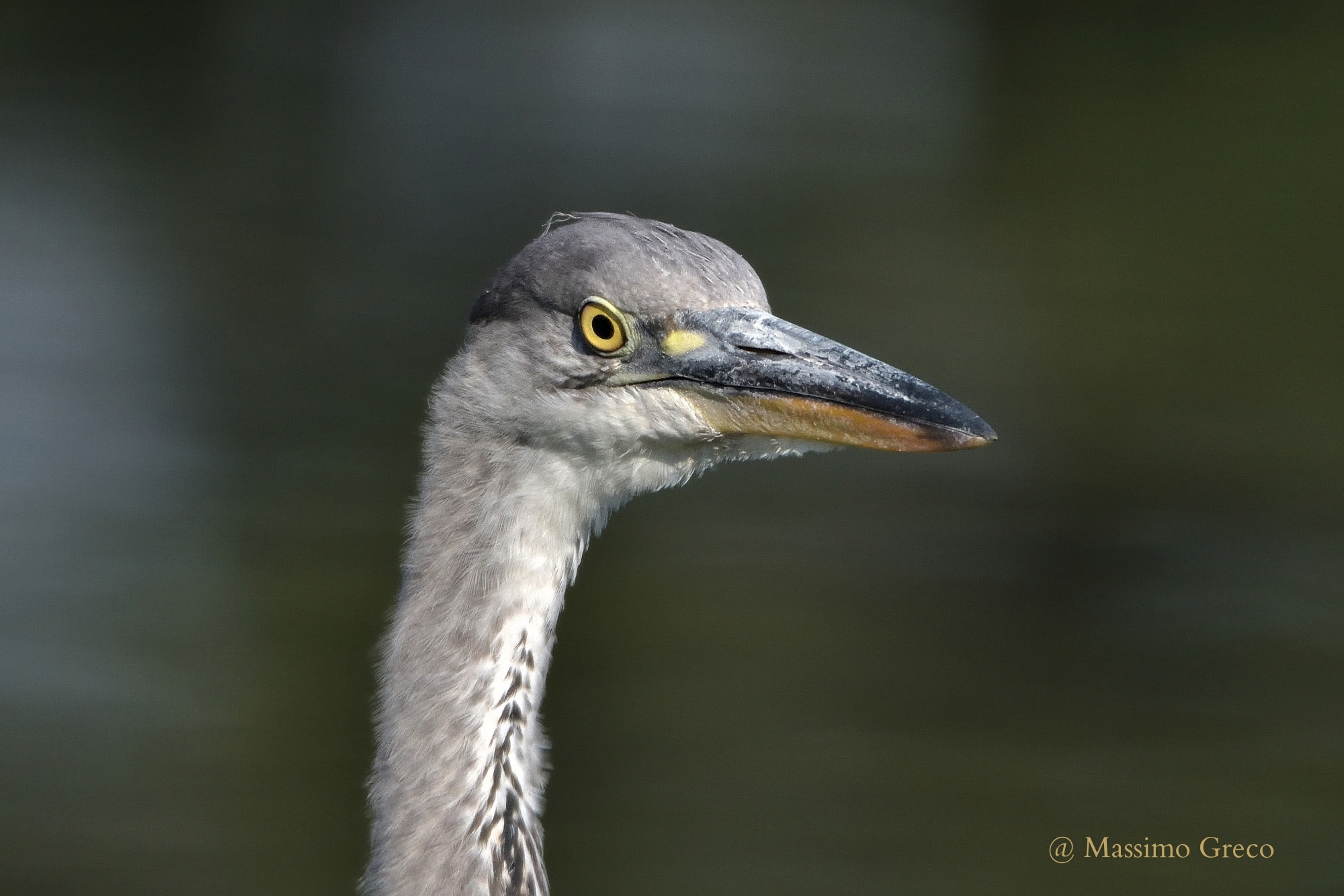 Portrait of Grey Heron...
