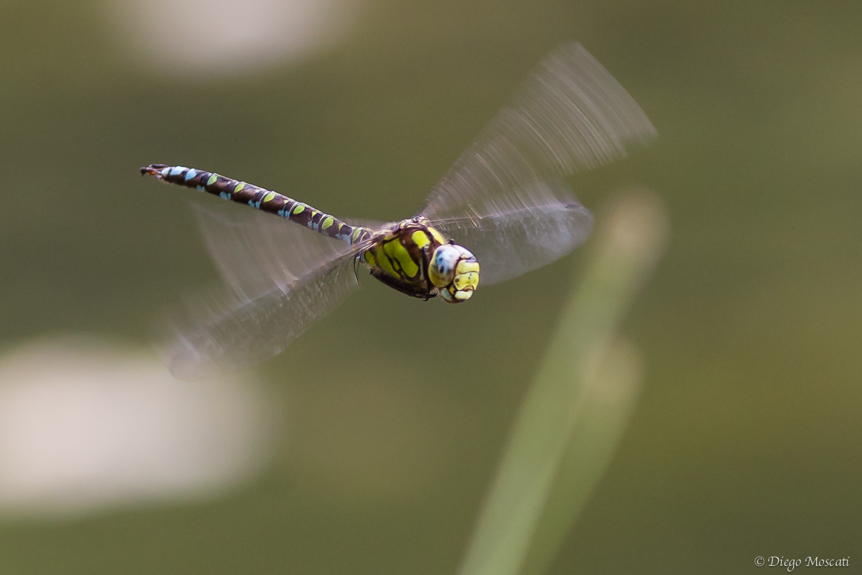 flying dragonfly...