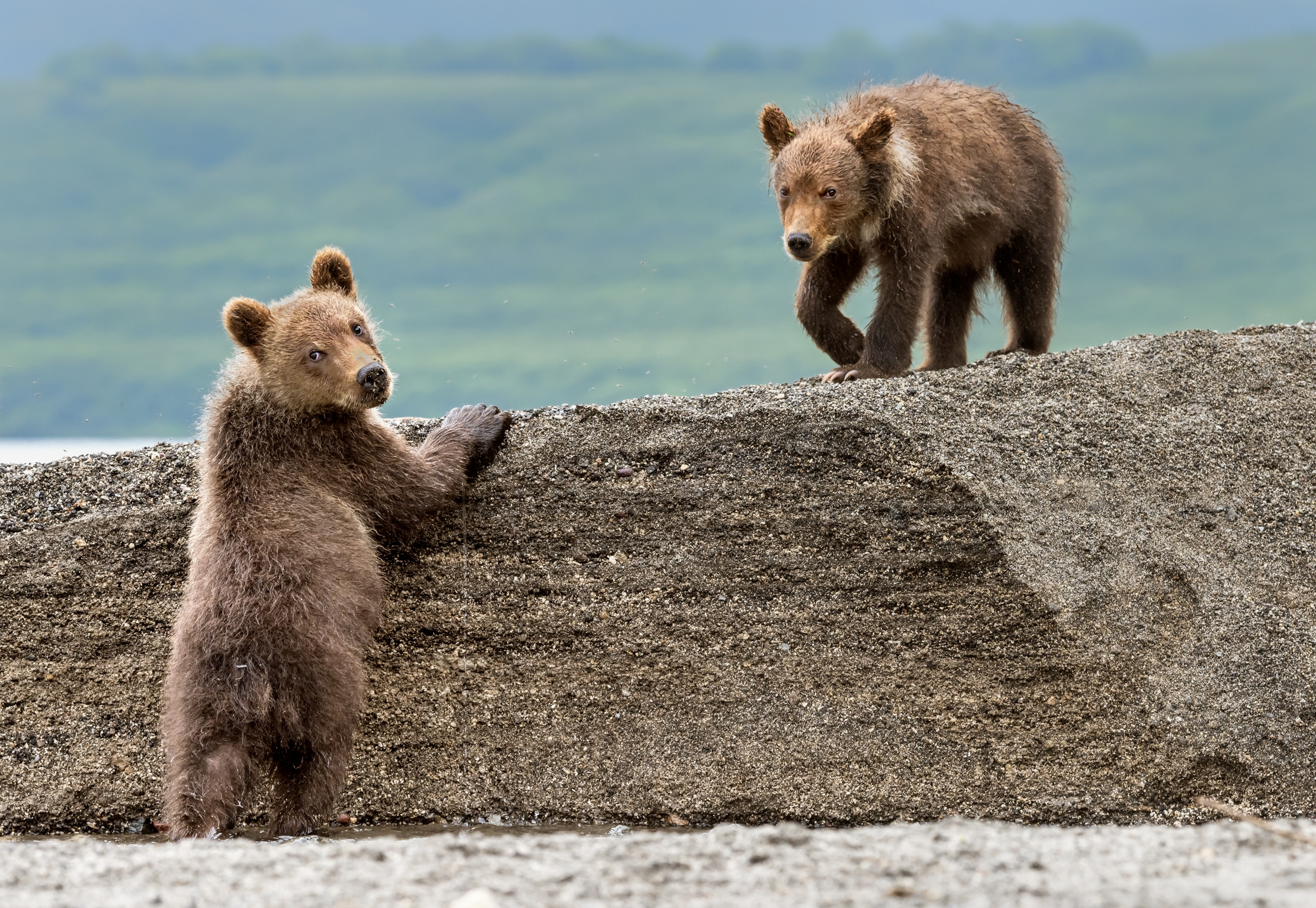 Kamchatka 2016 - Cubs...
