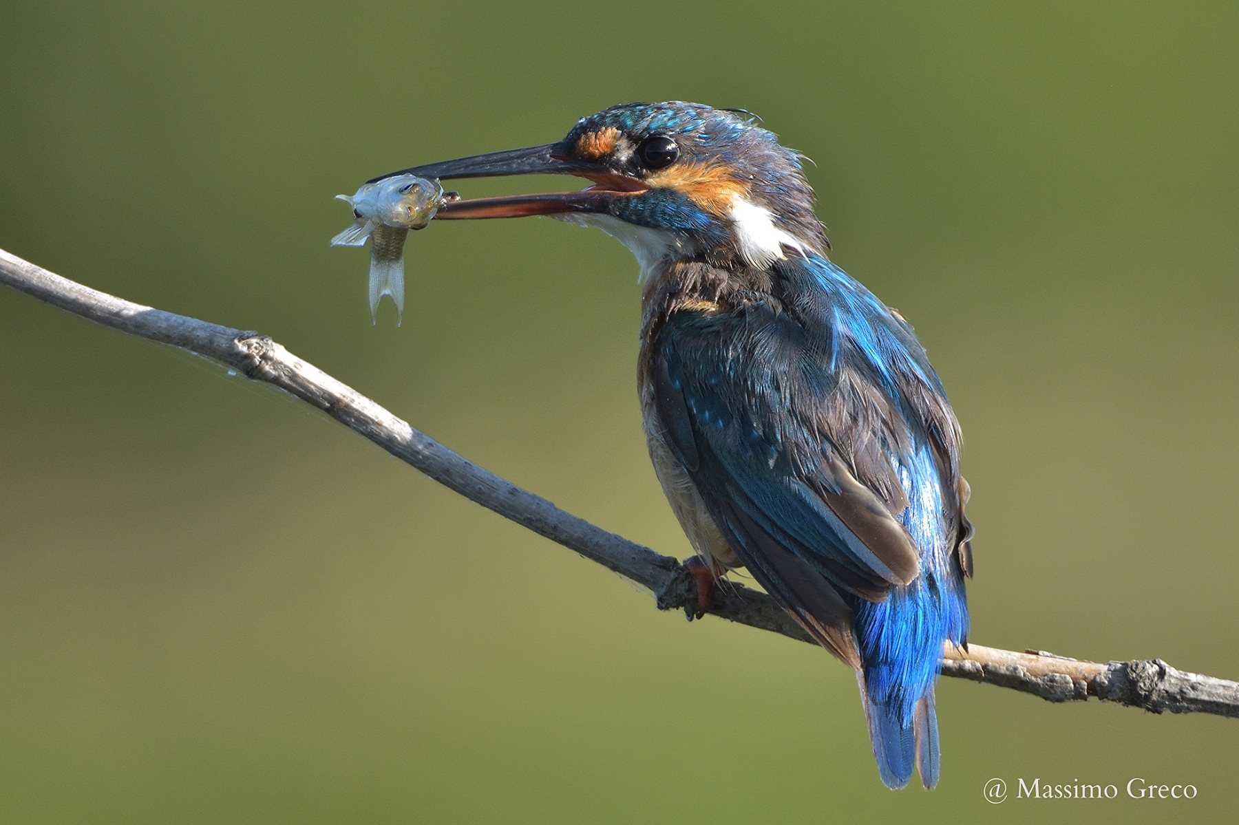 Kingfisher with prey...