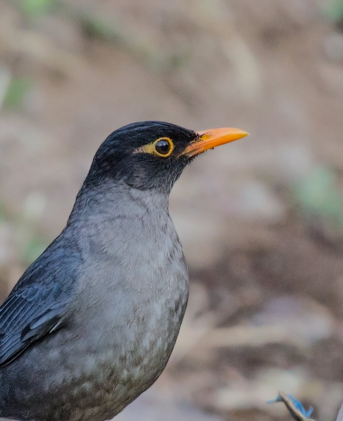 Indian BlackBird...