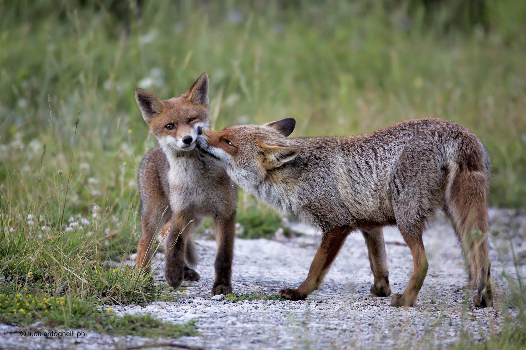 Mom and fox cub...