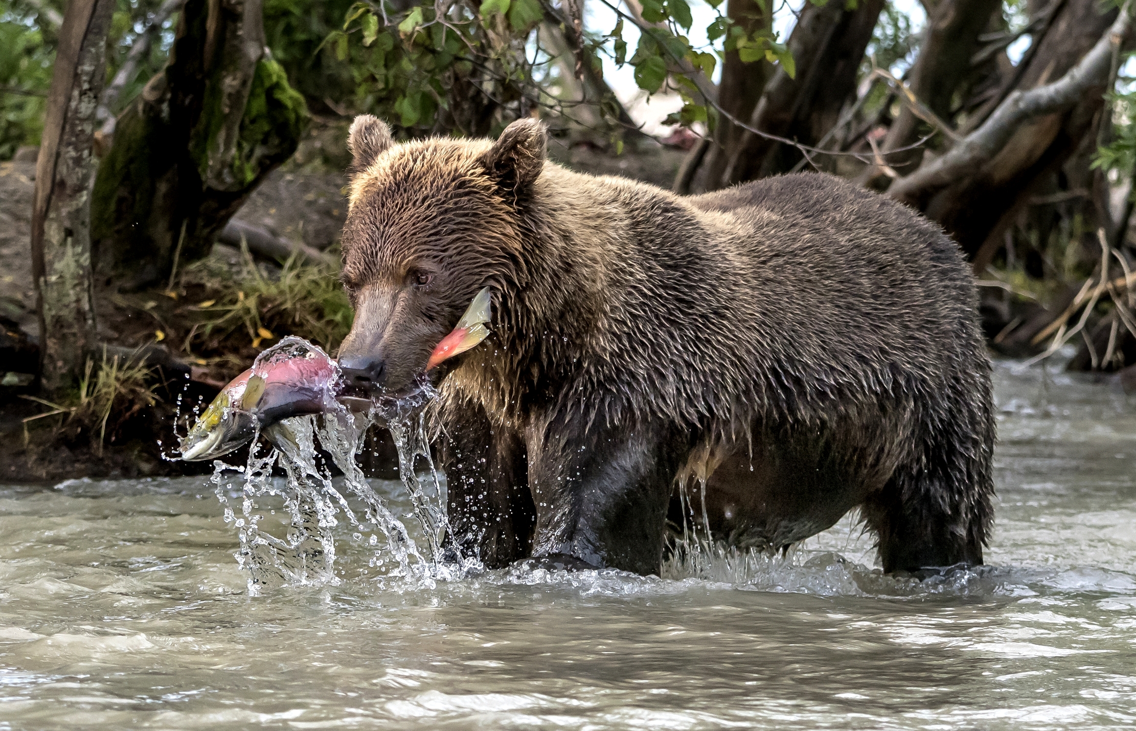 Kamchatka 2016 - Predation...