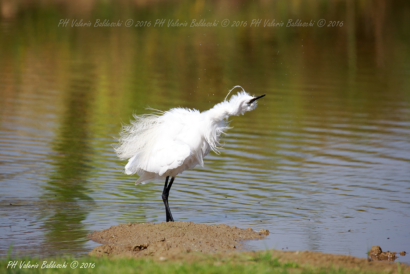 egret in relax...