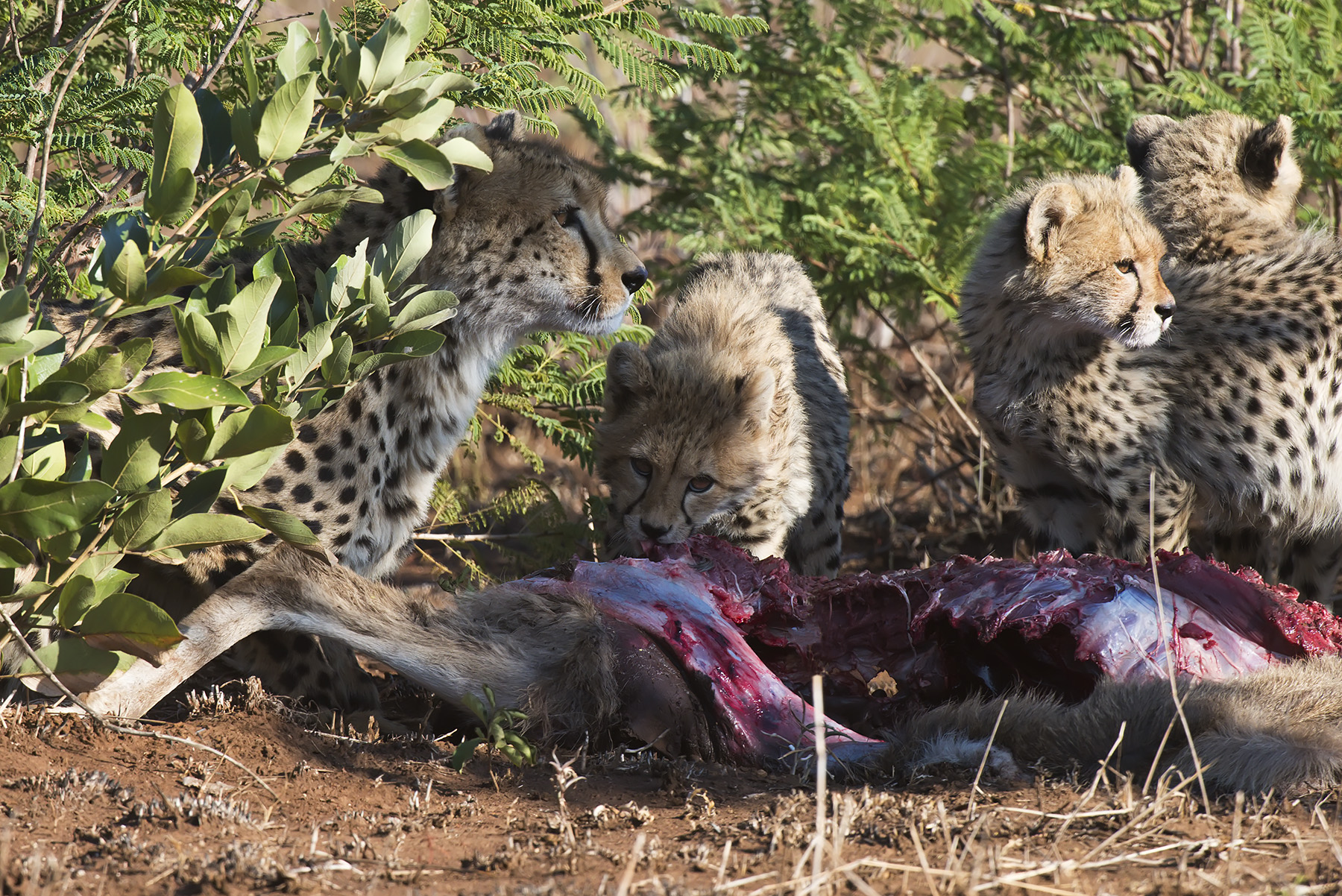 Colazione da cheetah...
