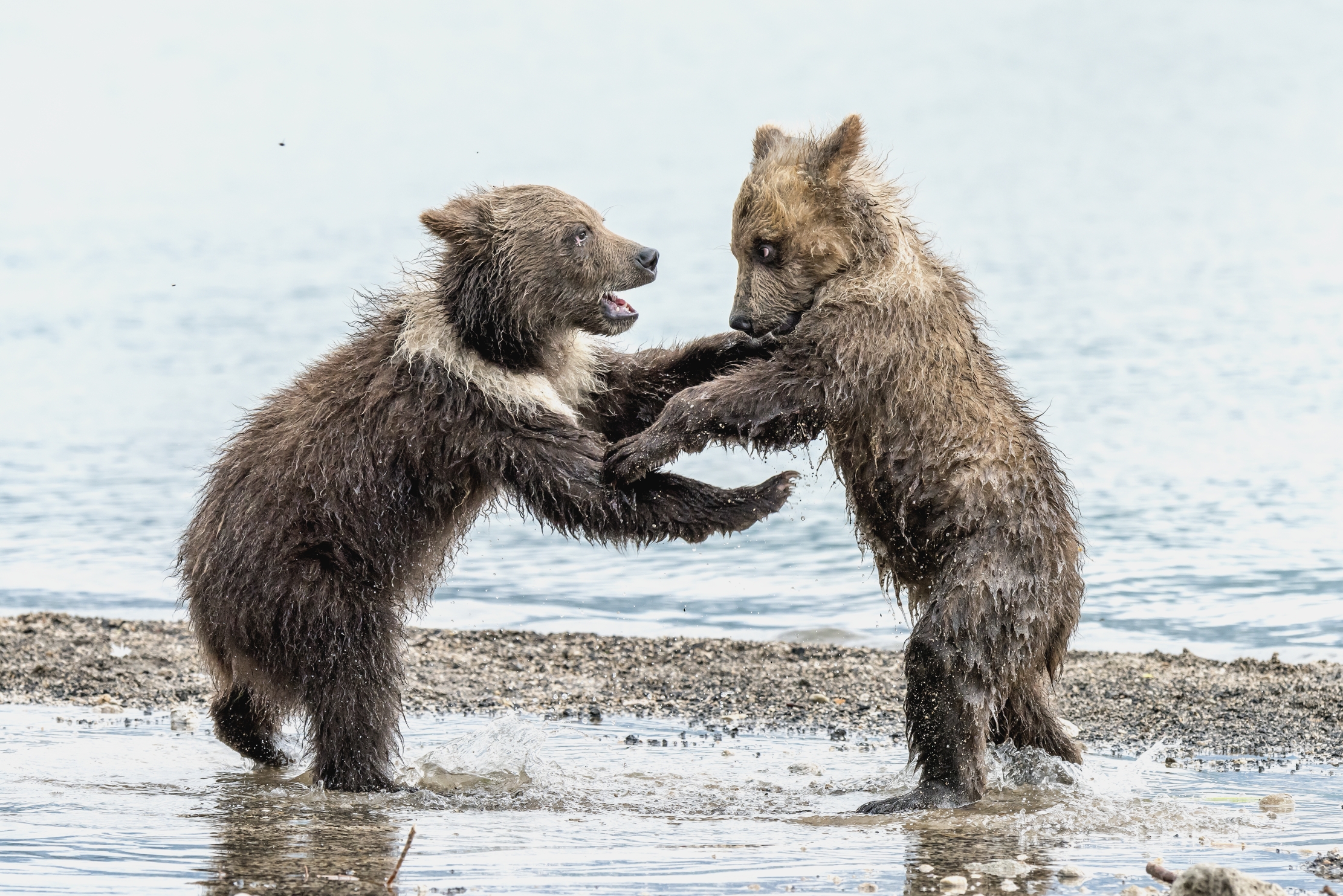 Kamchatka 2016 - Il balletto...