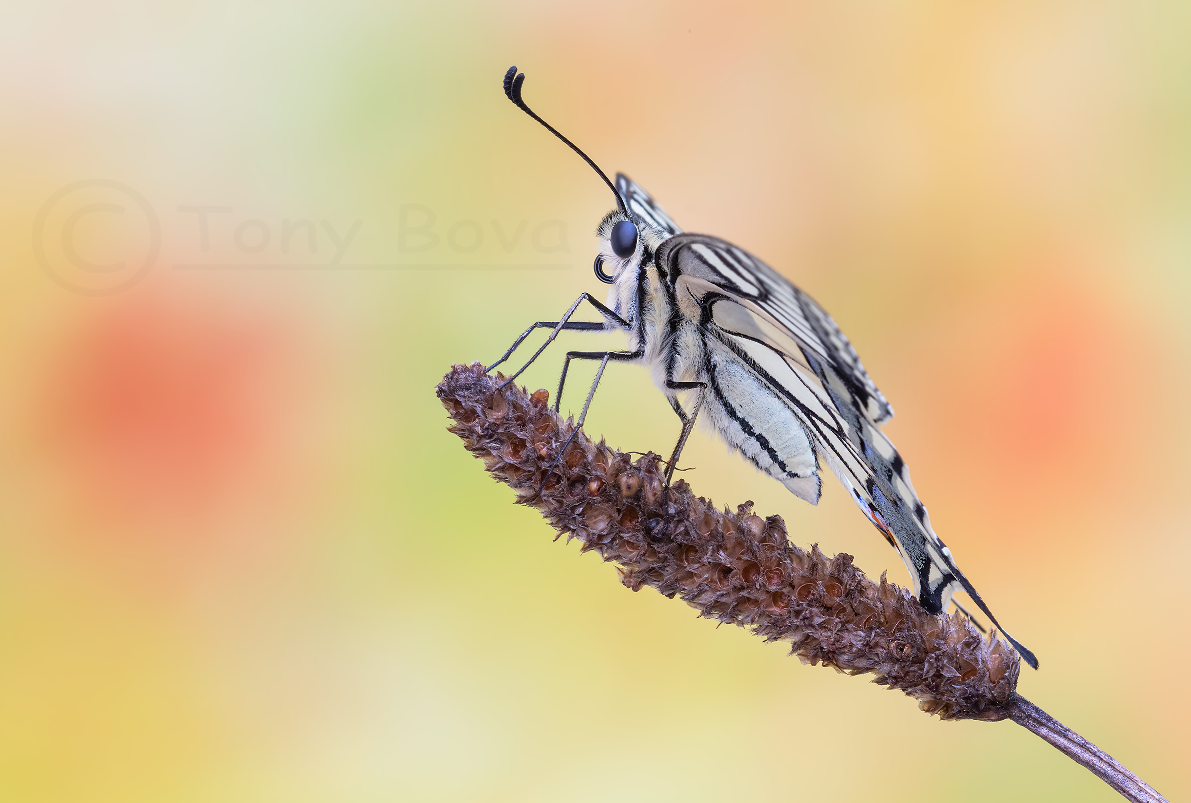 Papilio machaon......