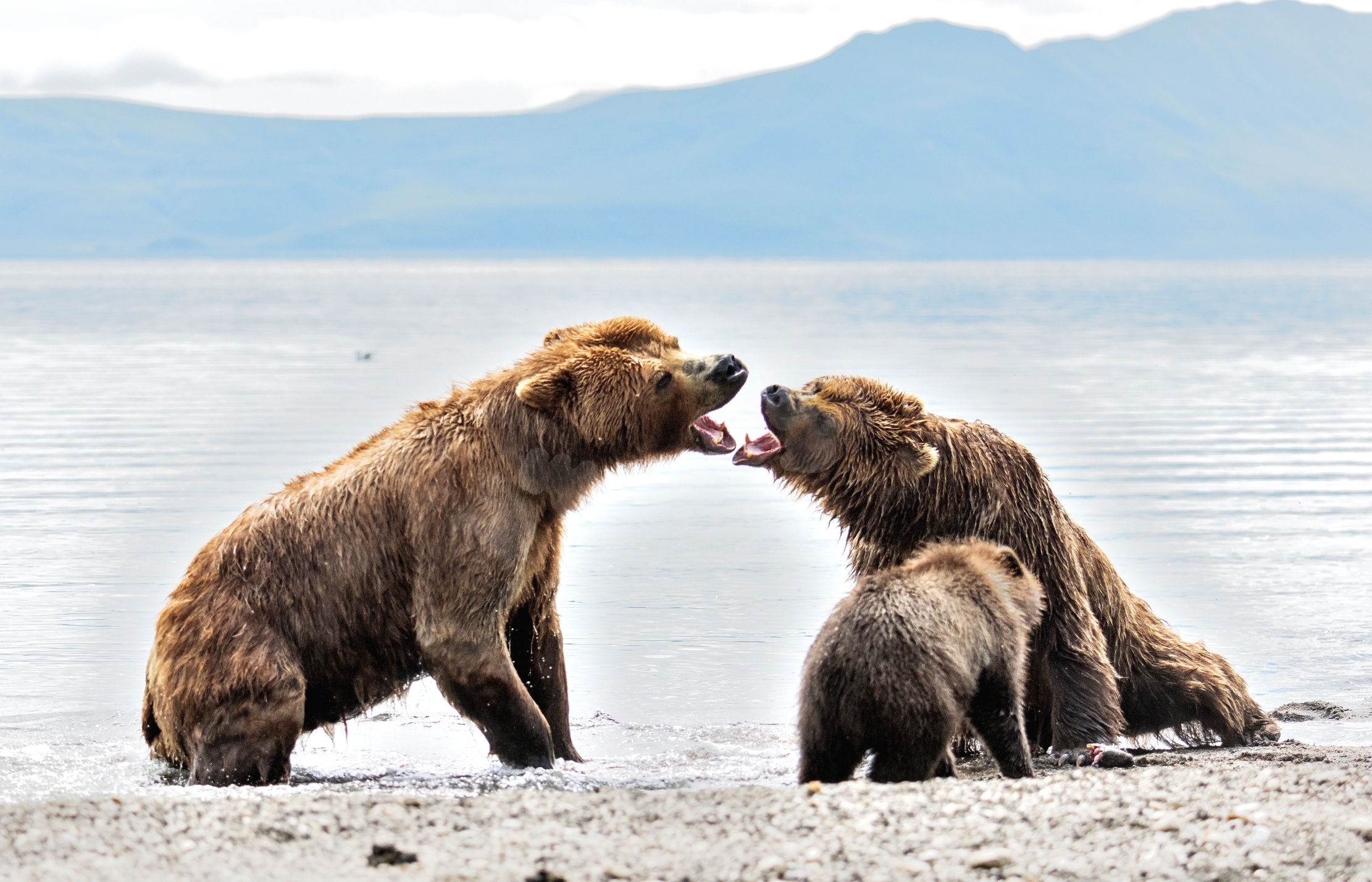 Kamchatka 2016 - Confronti...