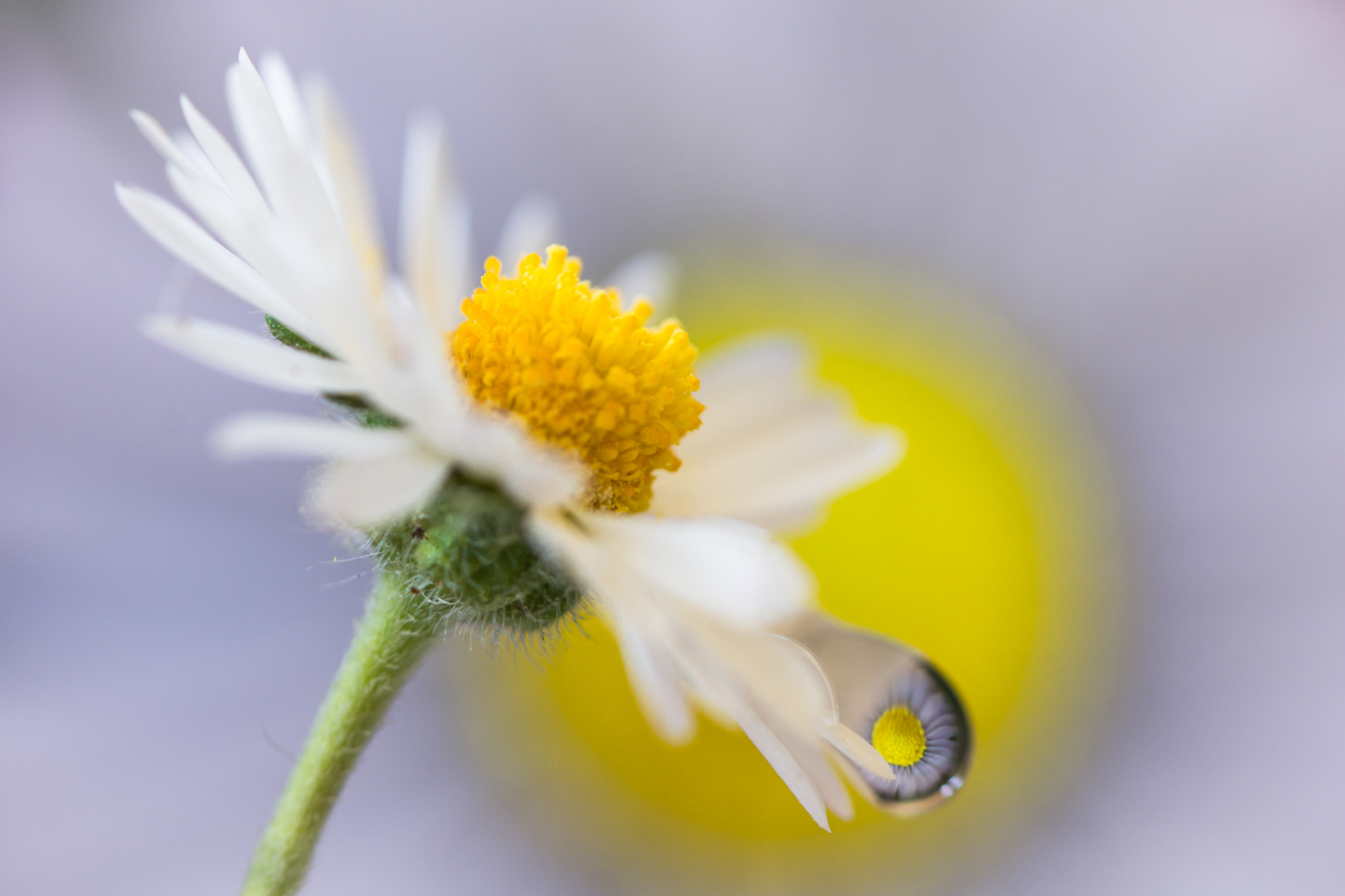 Trio of daisies...