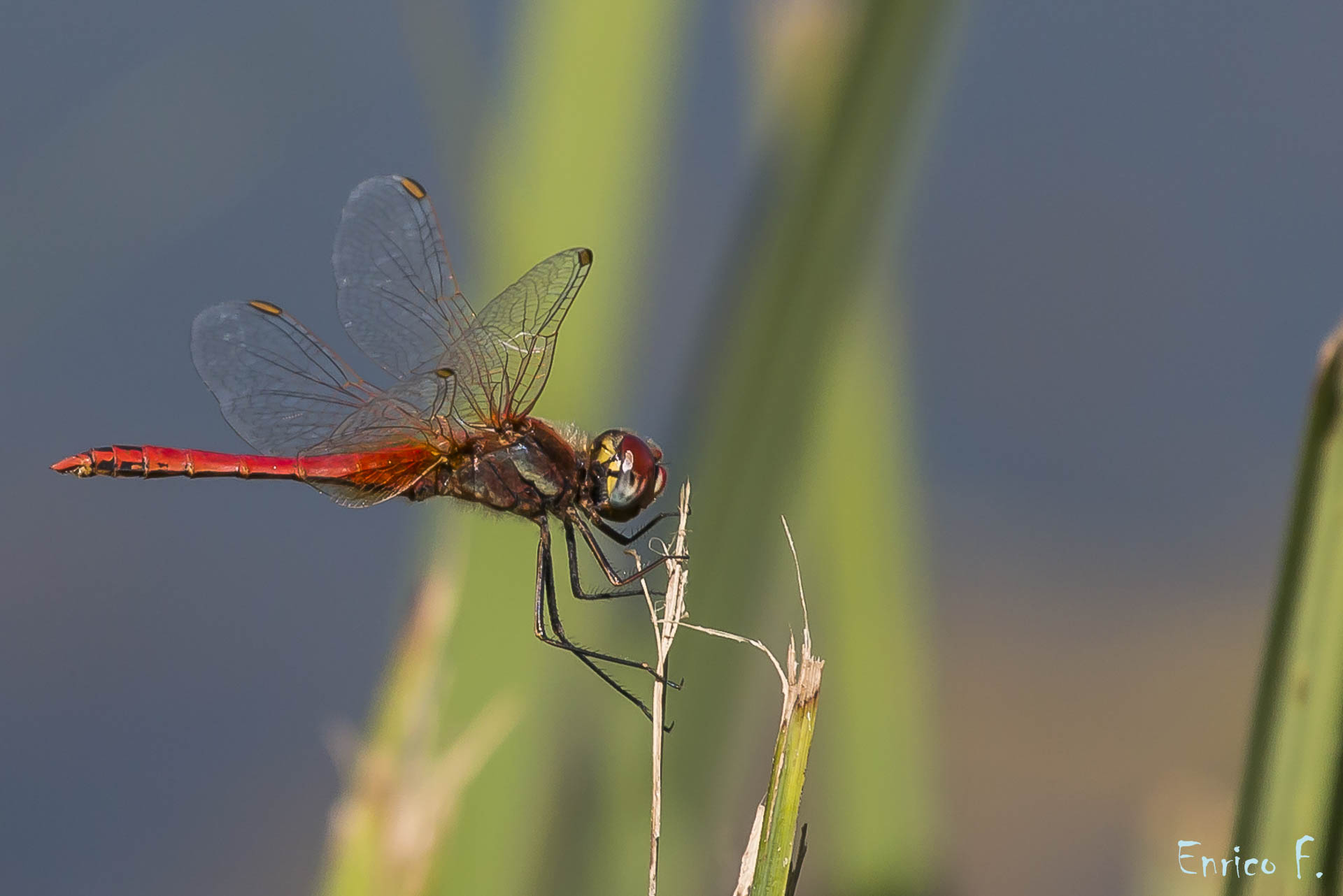 red Dragonfly...