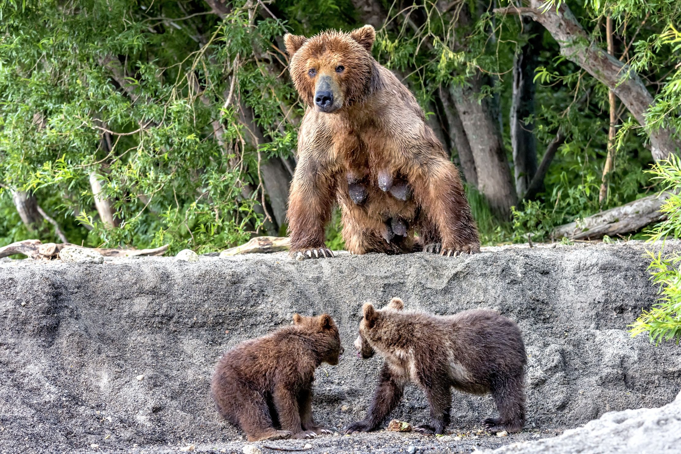 Kamchatka 2016 - Sorvegliati speciali...