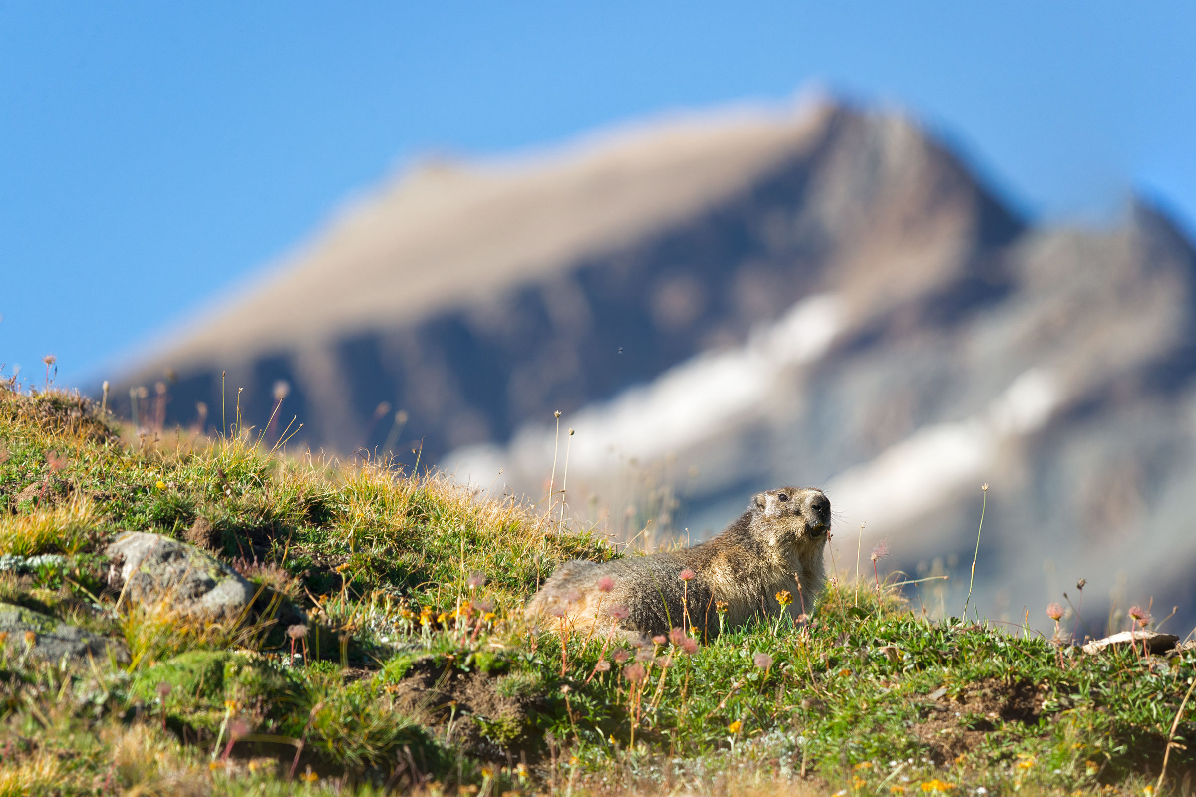 Marmot and Rosset...