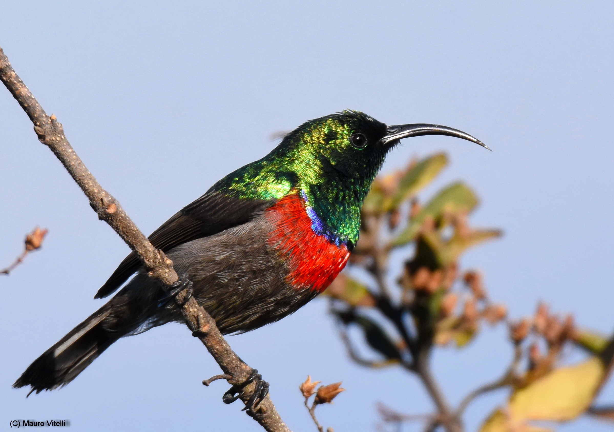 Southern double-collared sunbird...