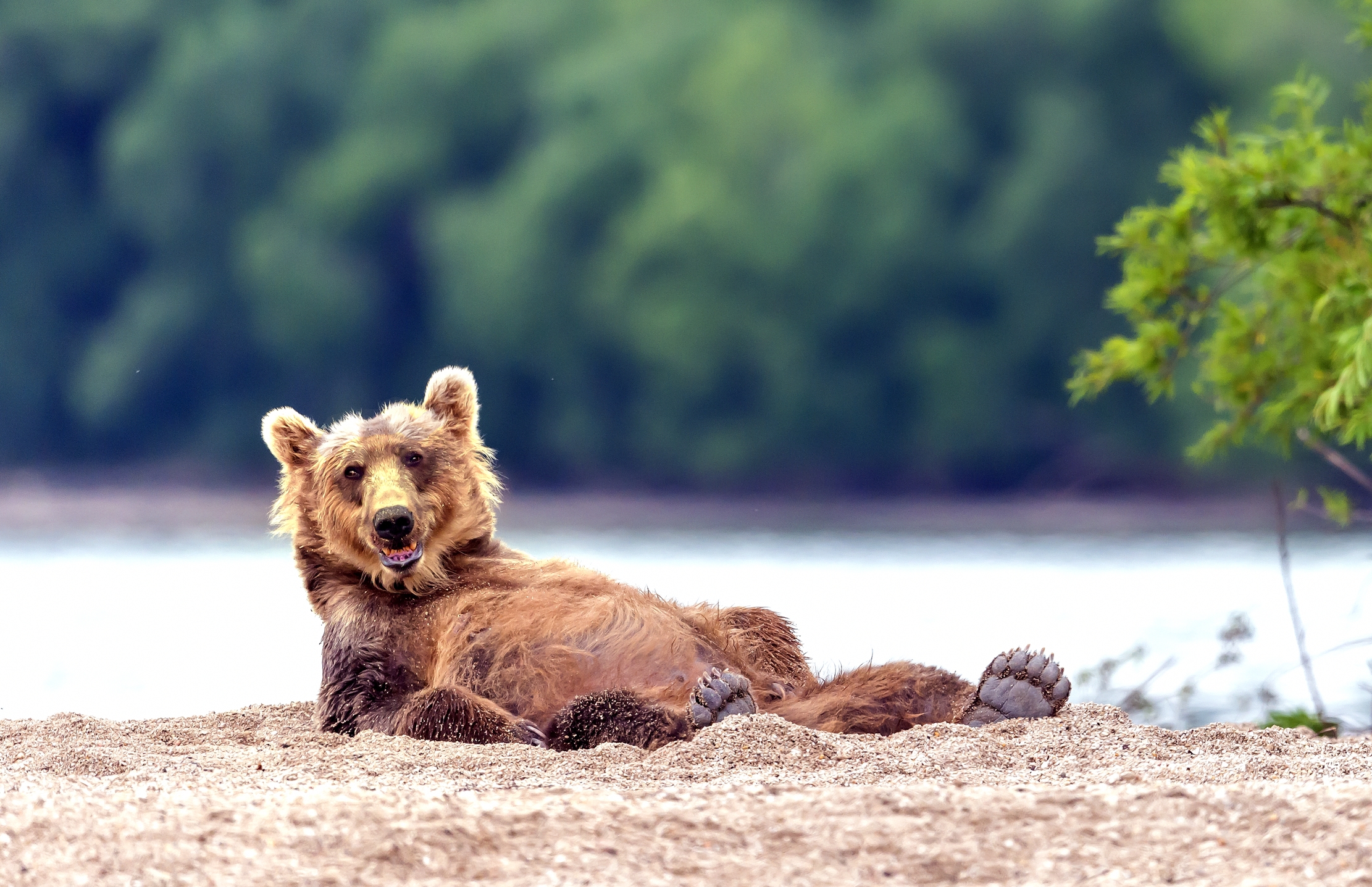 Kamchatka 2016 - A panciolle...