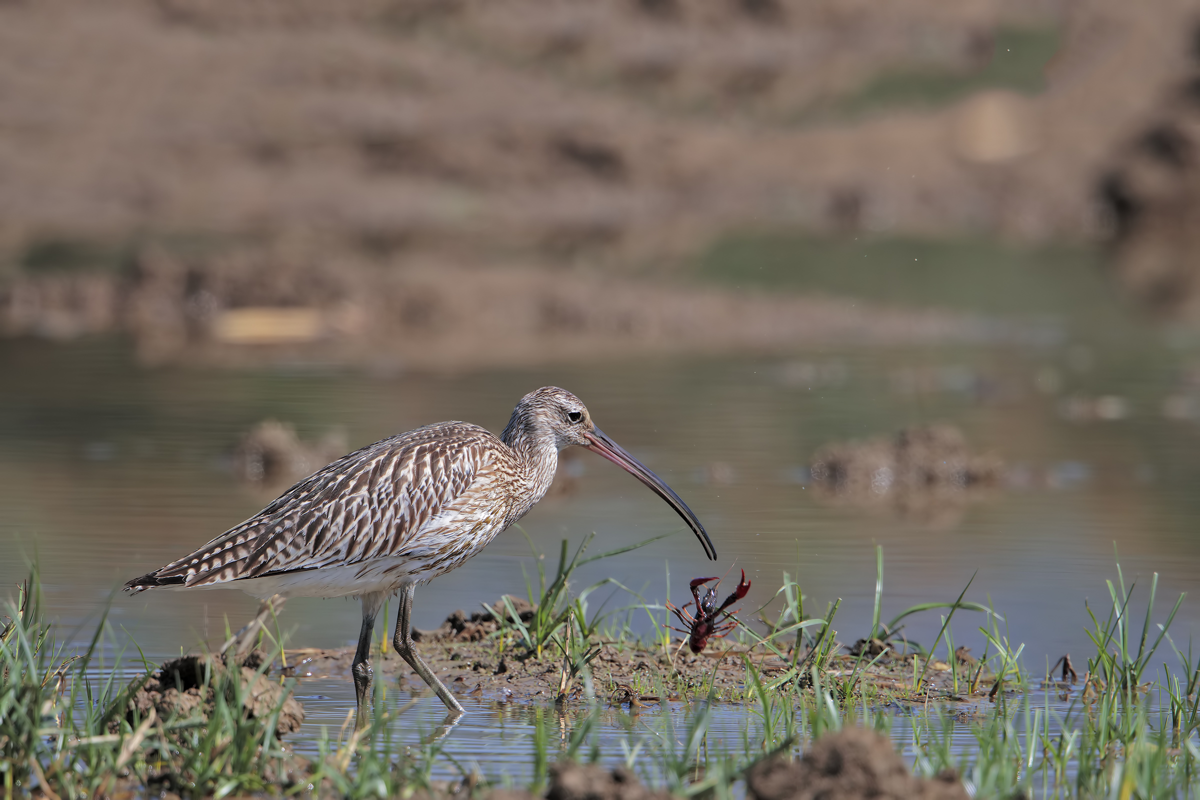 Caught! ... Or maybe not. (Curlew)...