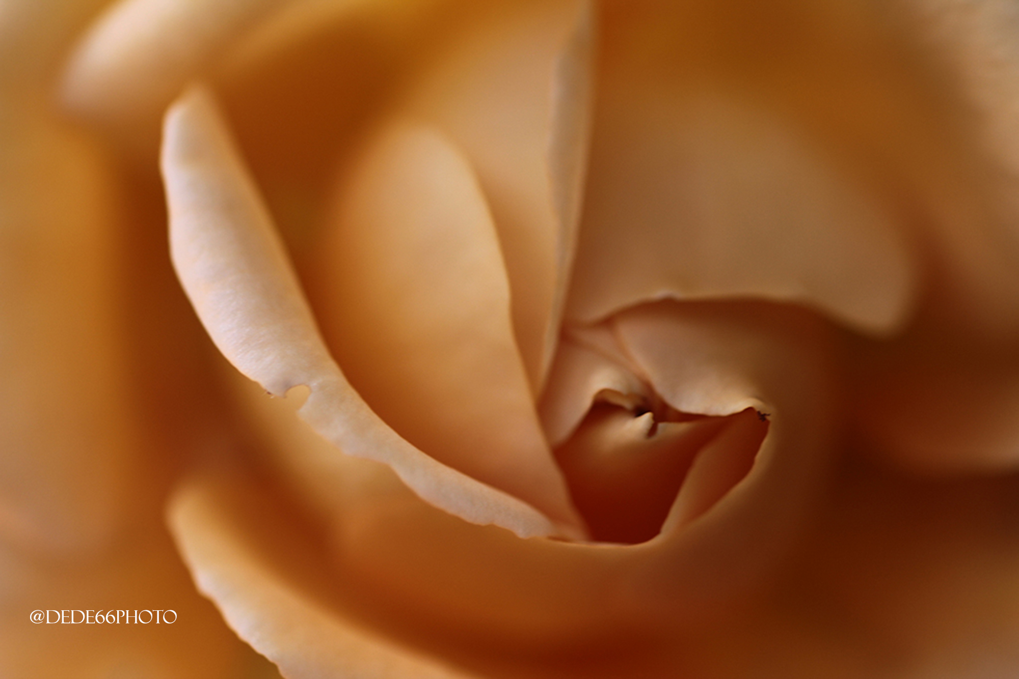Cuore di Rosa-Heart of Rose...