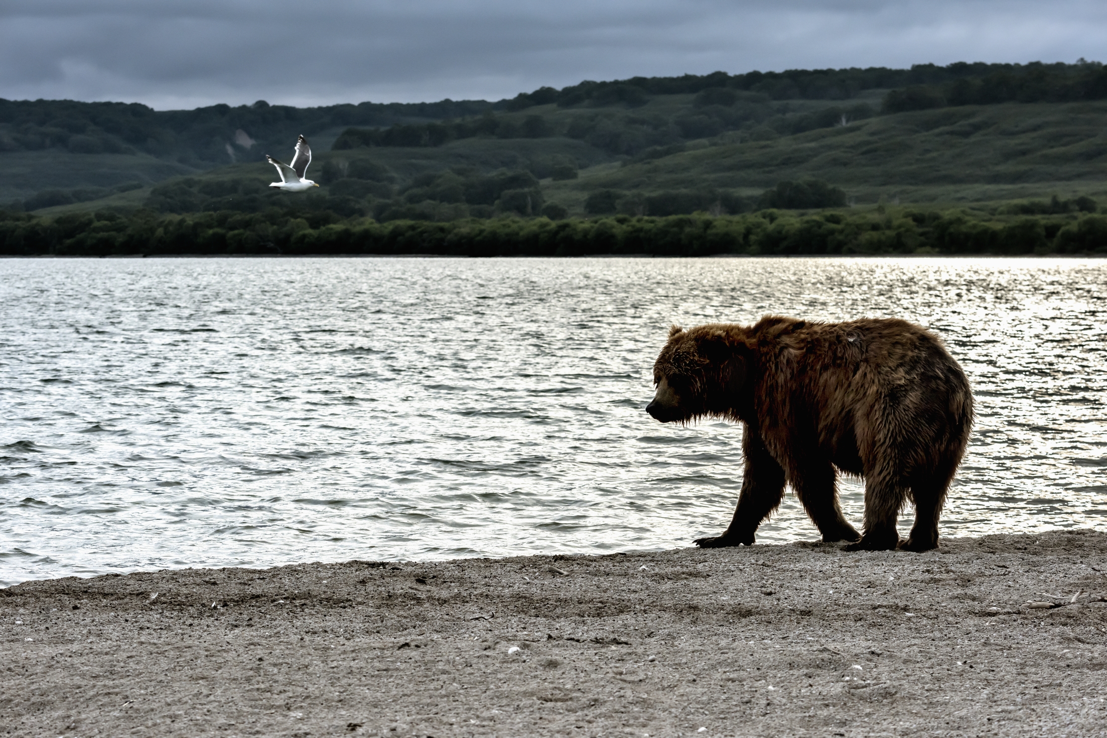 Kamchatka 2016 - Sul far della sera...