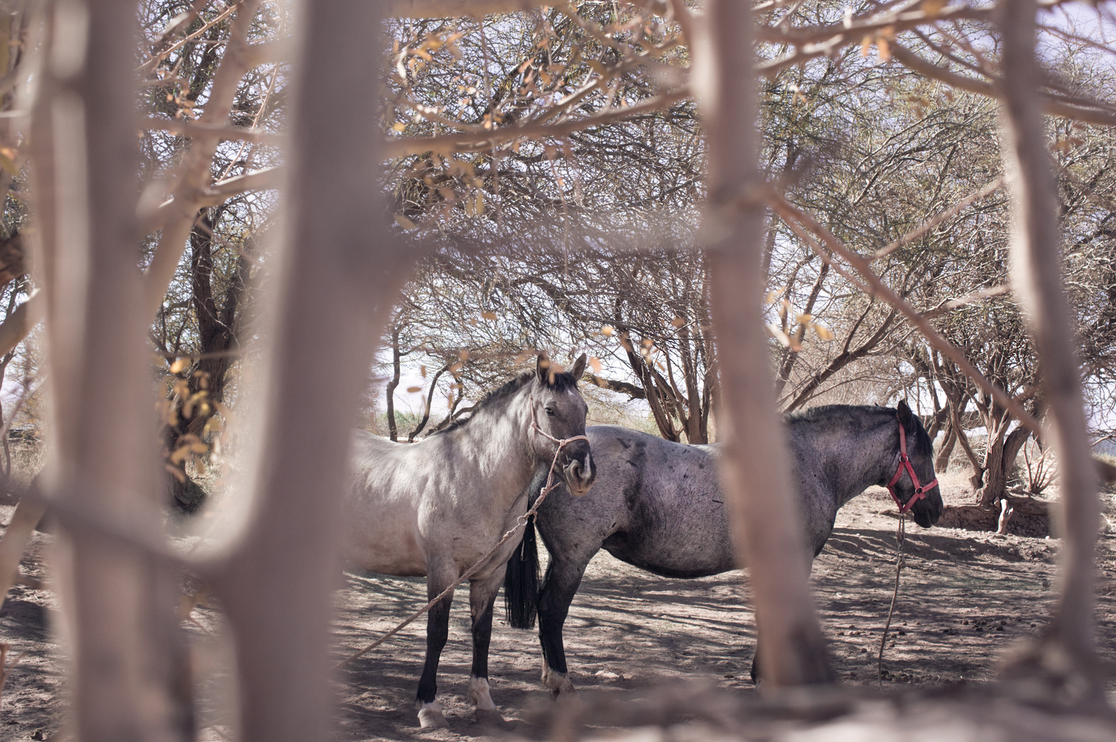 Atacama horses...