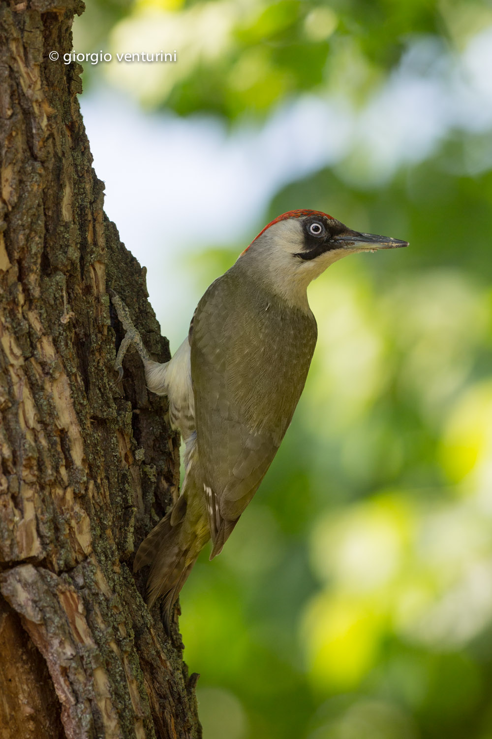 green woodpecker...