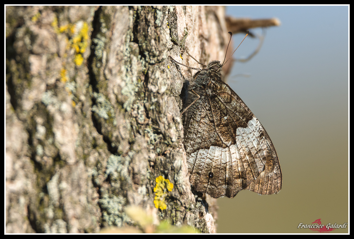 Butterfly...