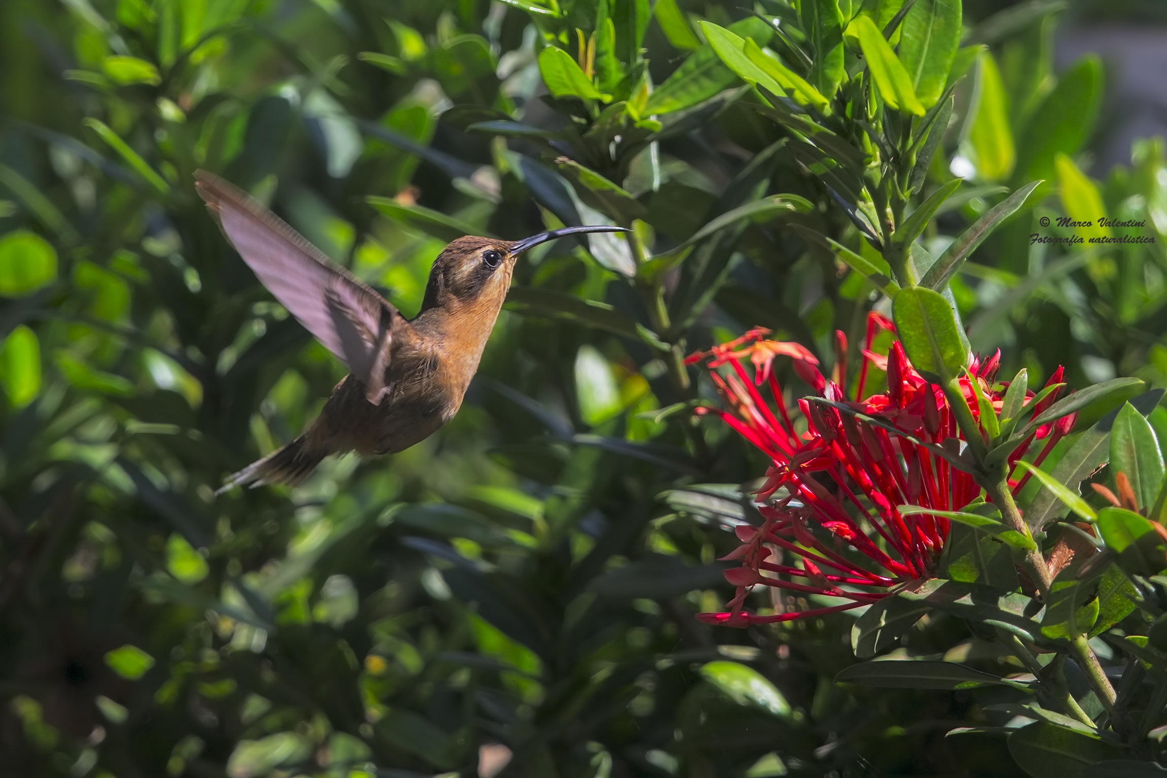 Hummingbird...
