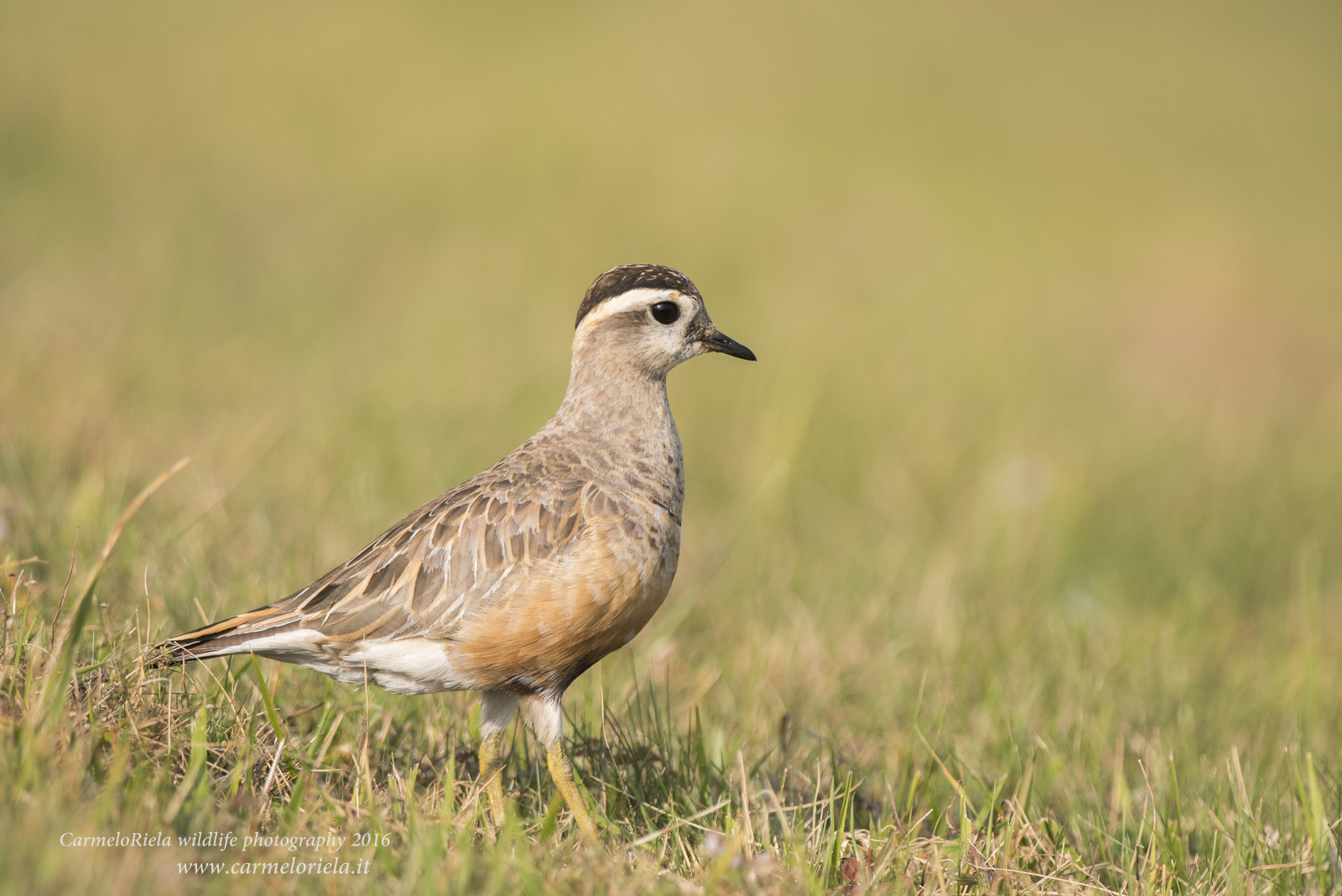 the elegance of the Dotterel....