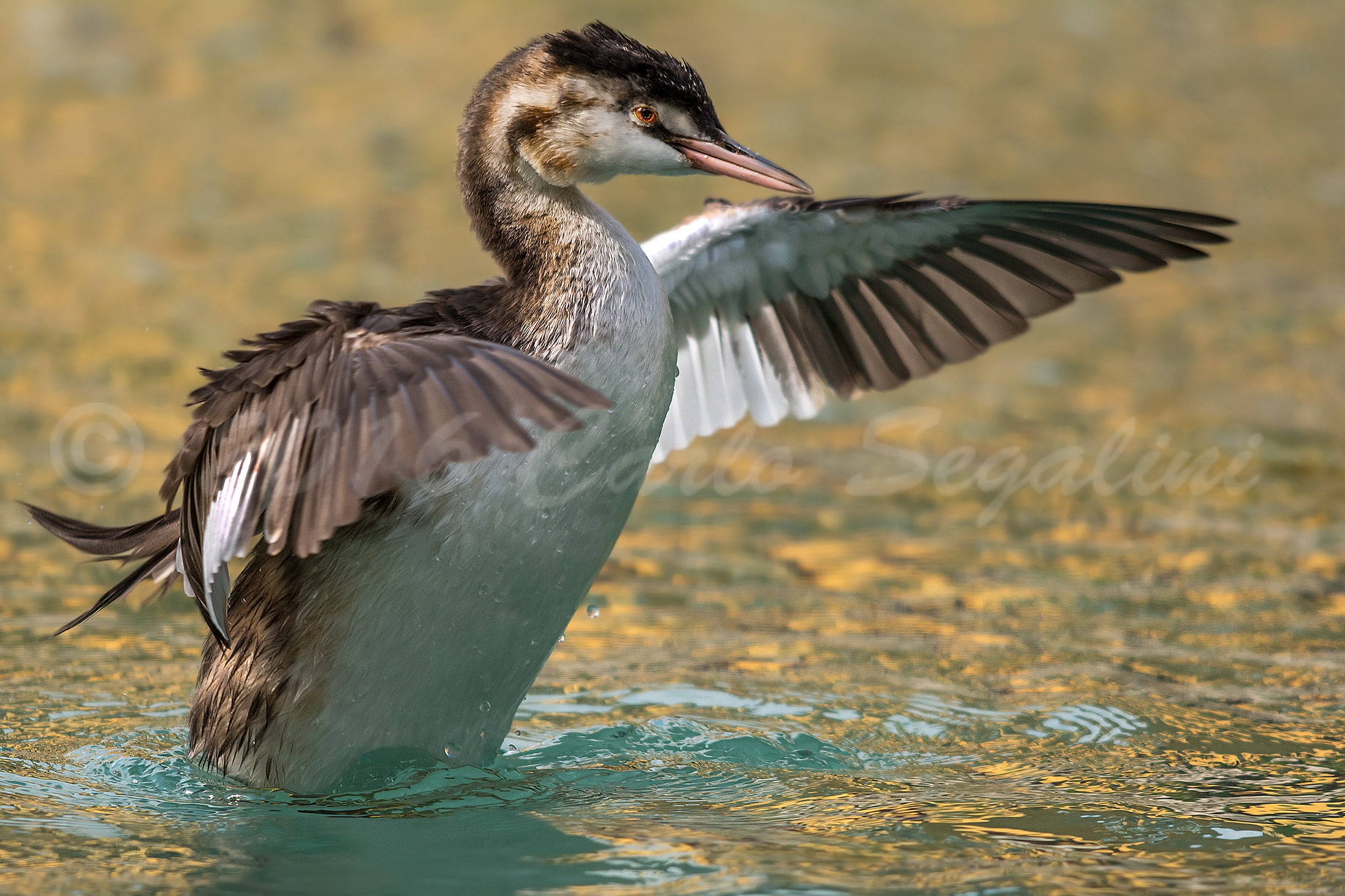 Young Great Crested Grebe...