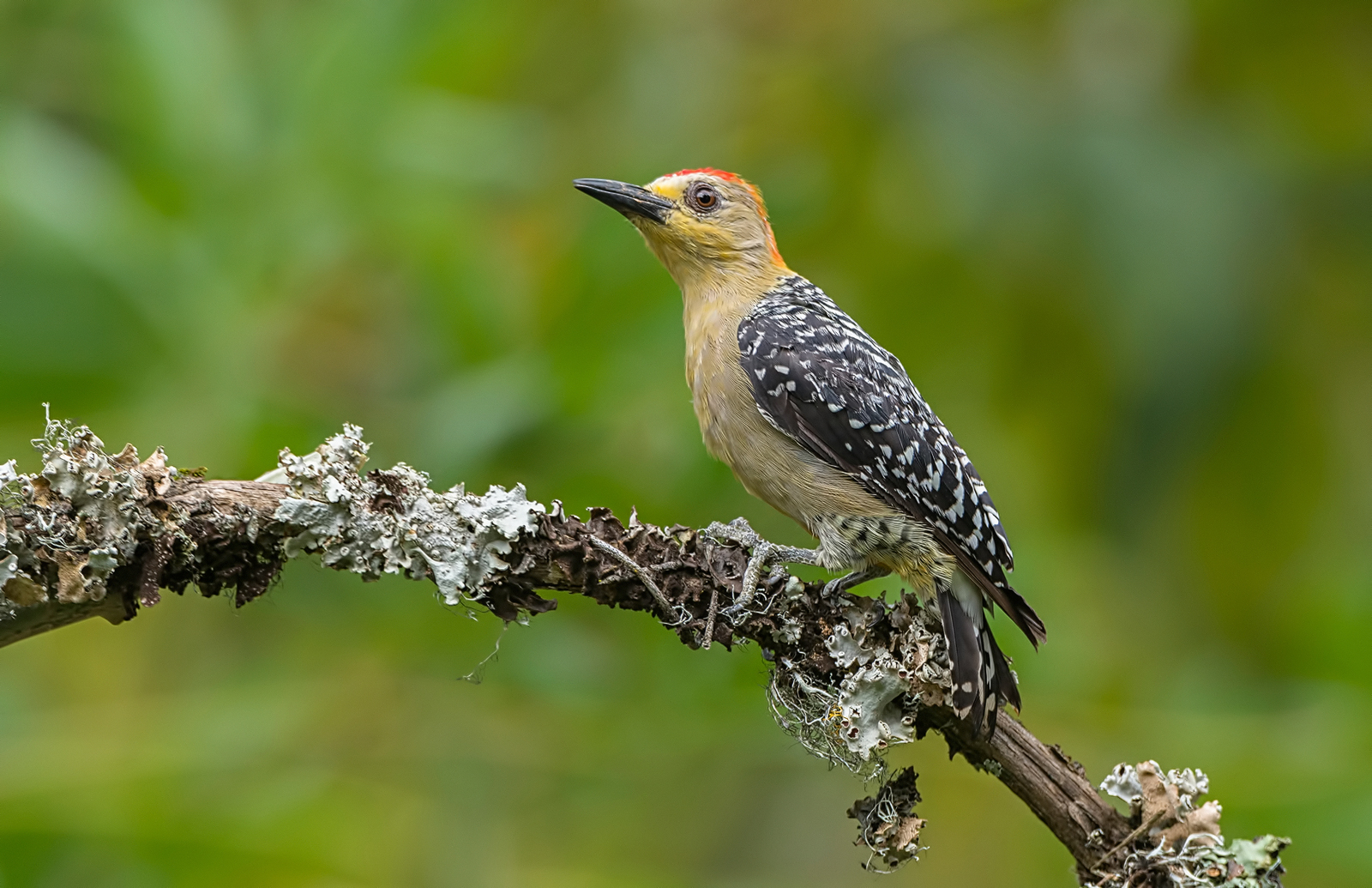 Woodpecker look...