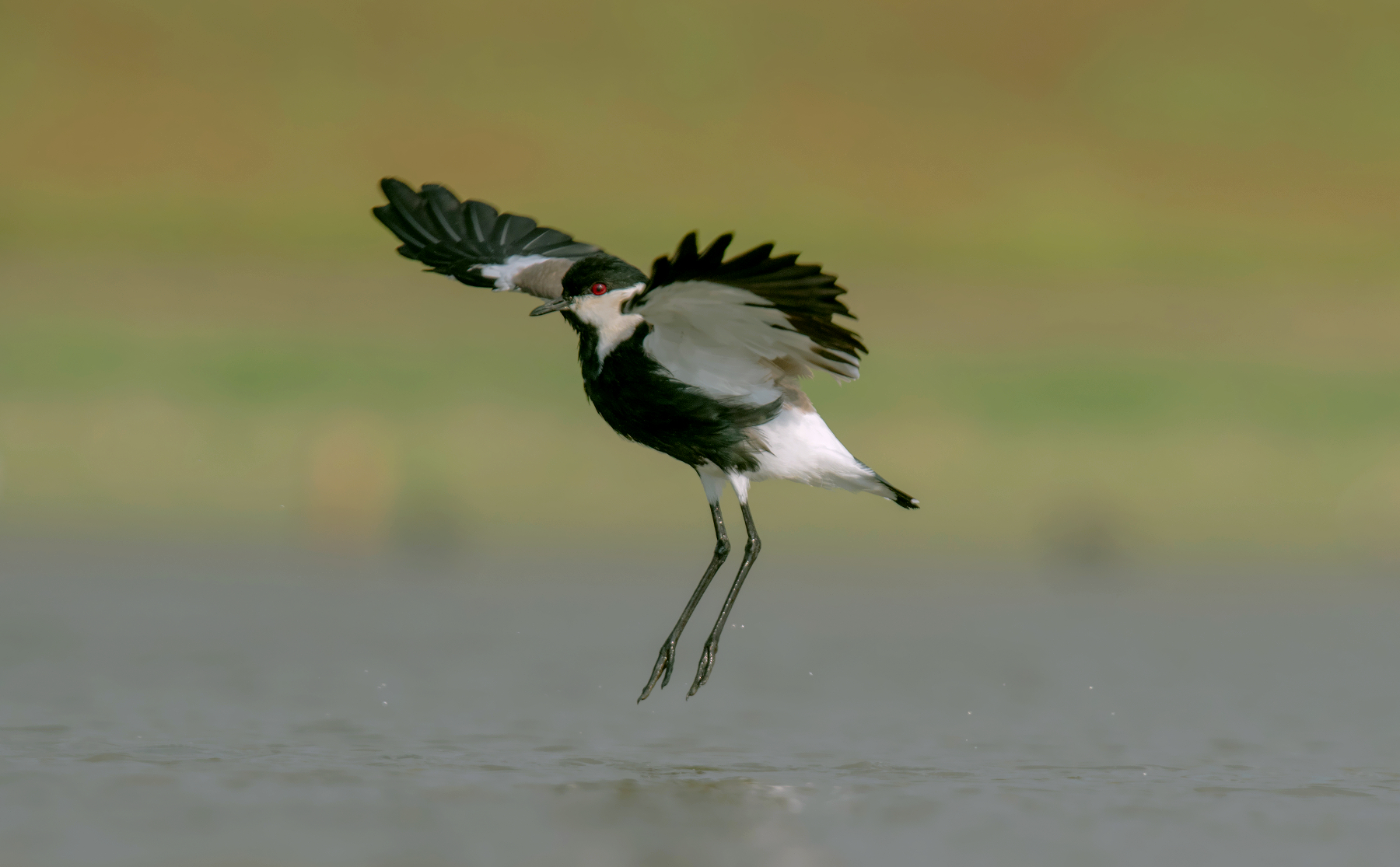 spur-winged lapwing...