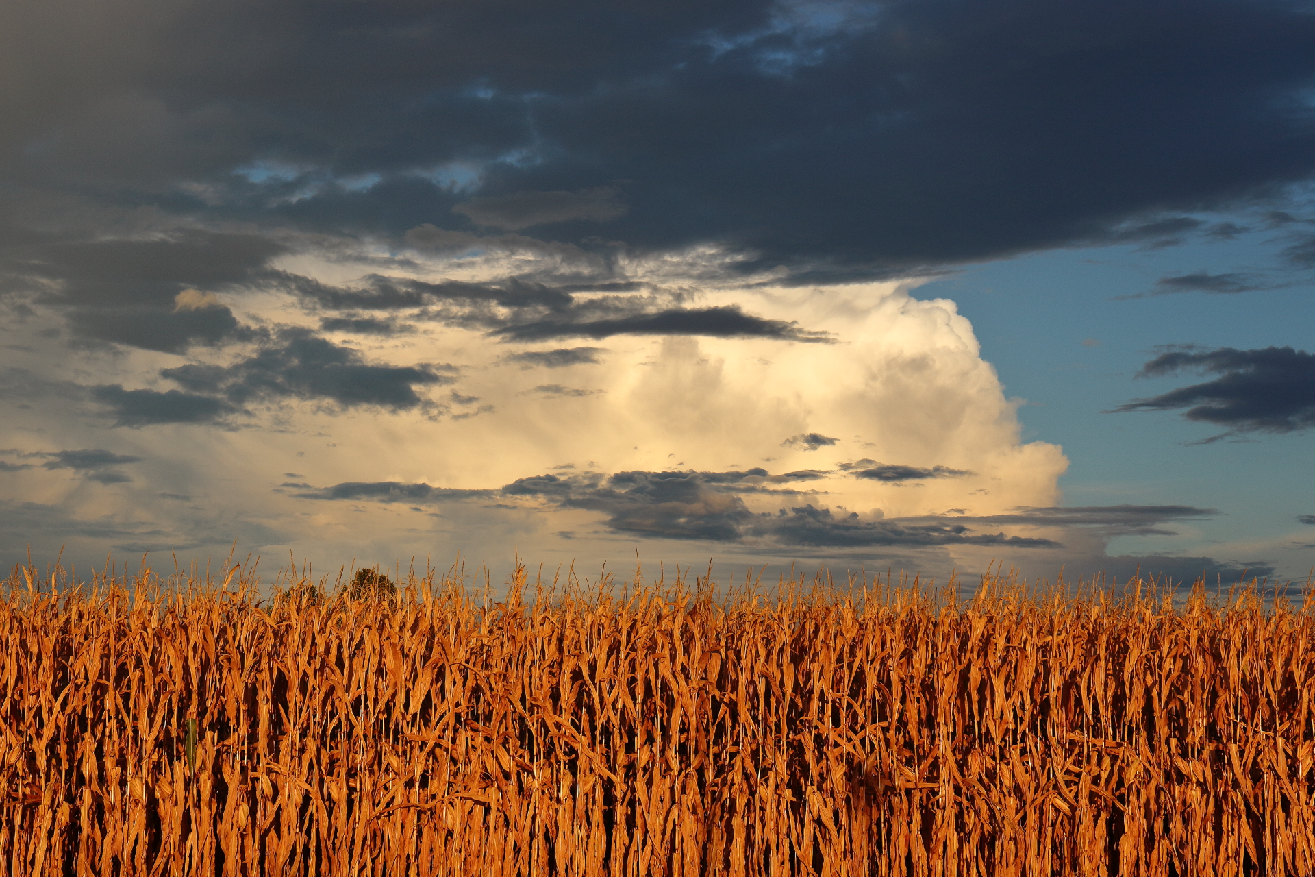 Sunset over wheat fields...