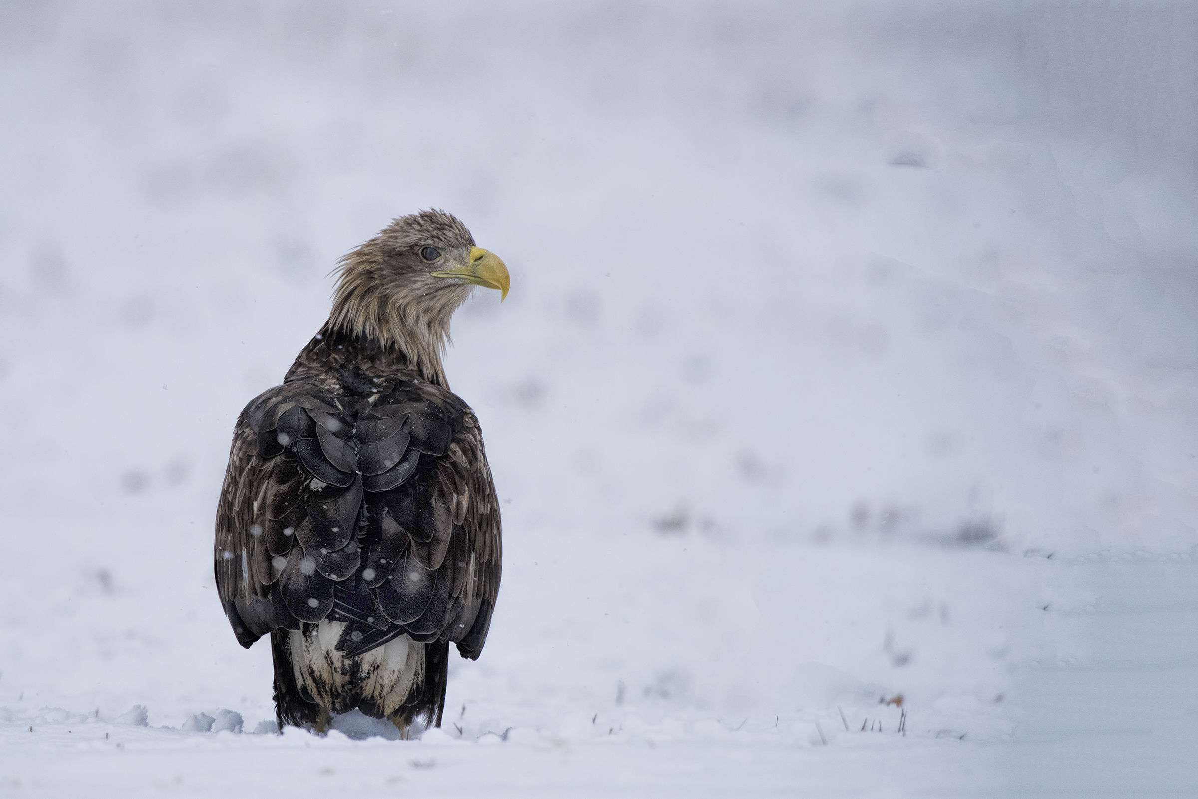 Sea eagle...