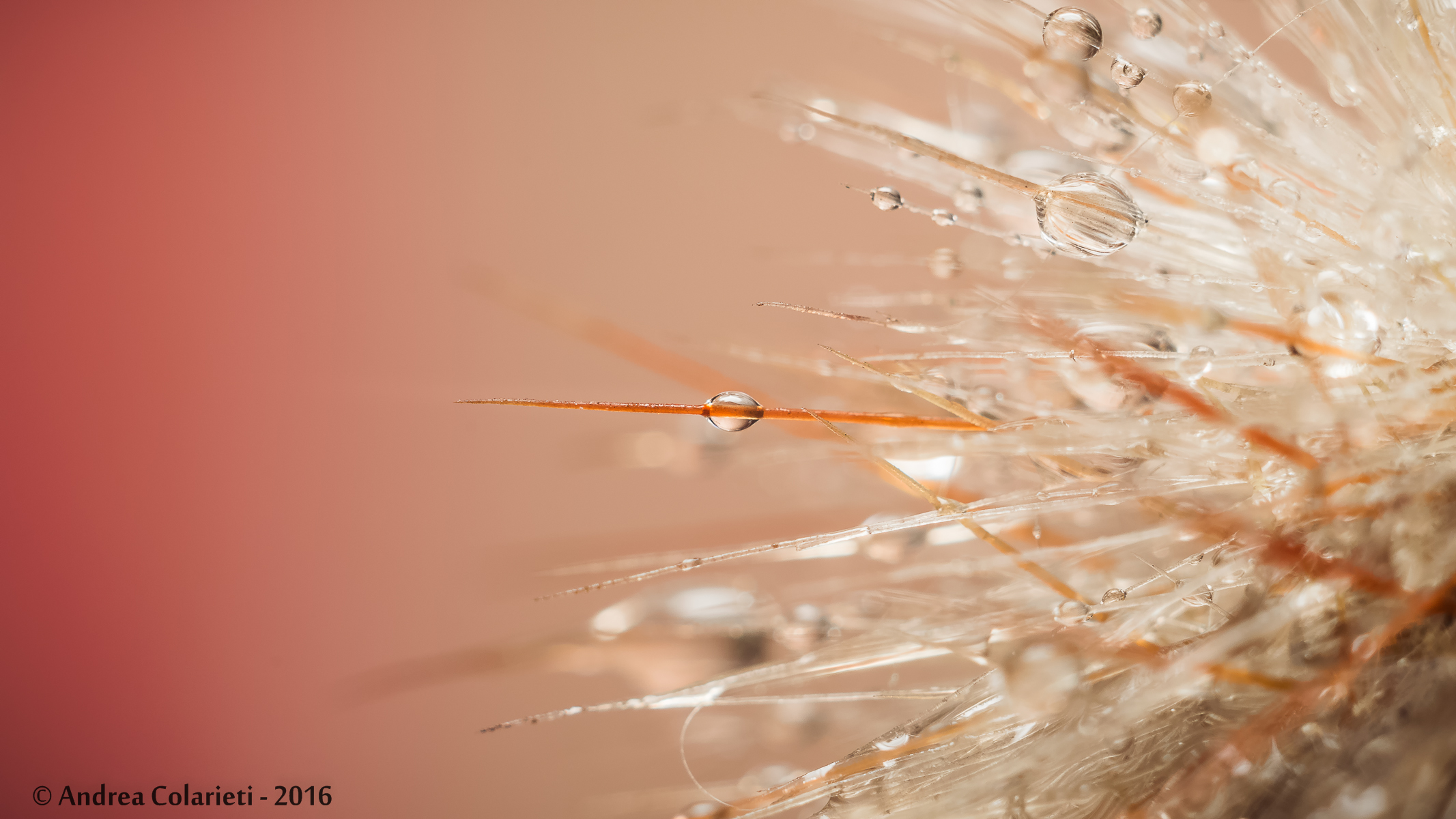 red spines, gilt spines...