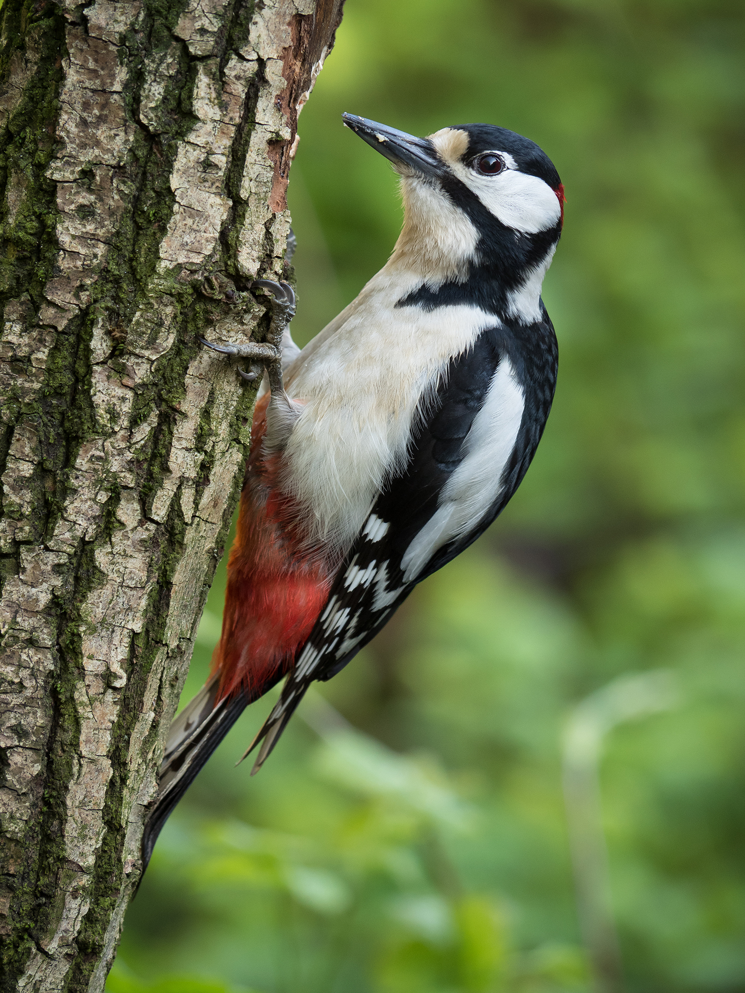Spotted Woodpecker (Male)...