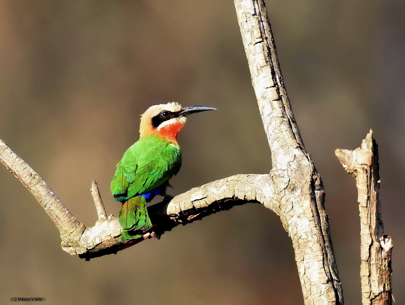 White-Fronted Bee-Eater (Merops bullockoides)...
