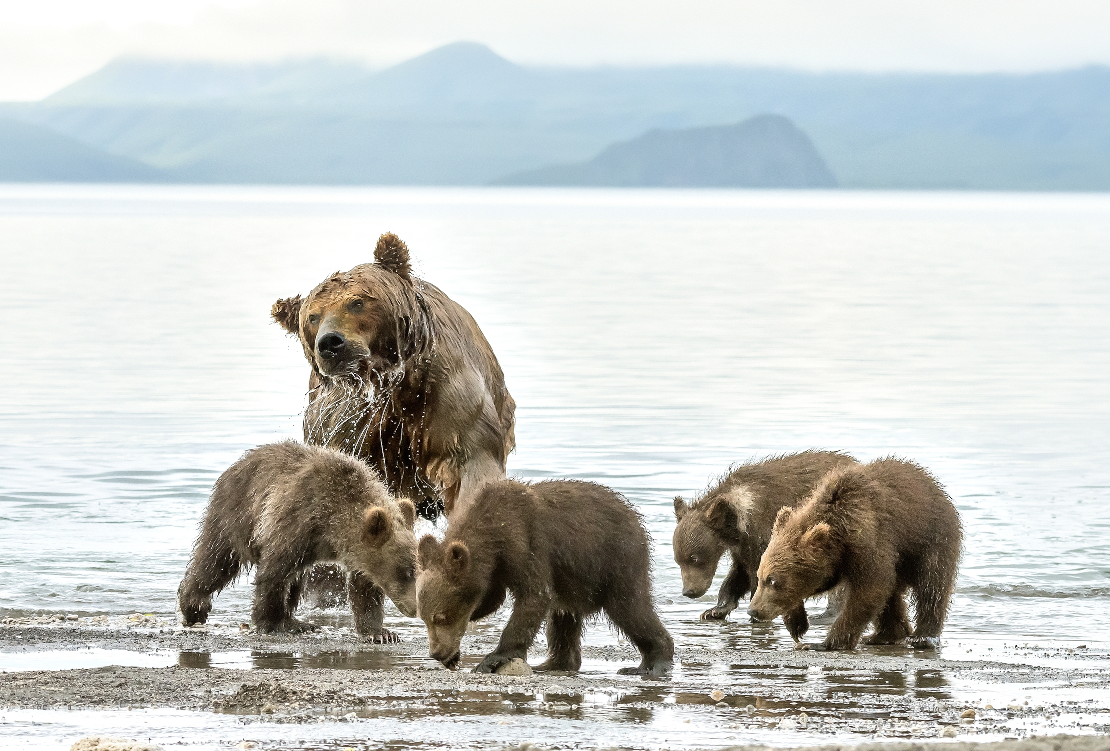 Kamchatka 2016 - Il bagnetto con la mamma...