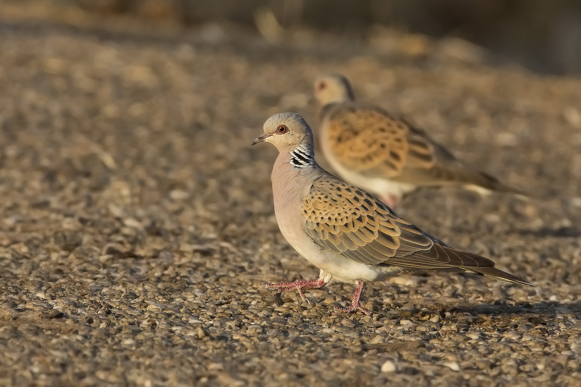 turtle dove at sunset...