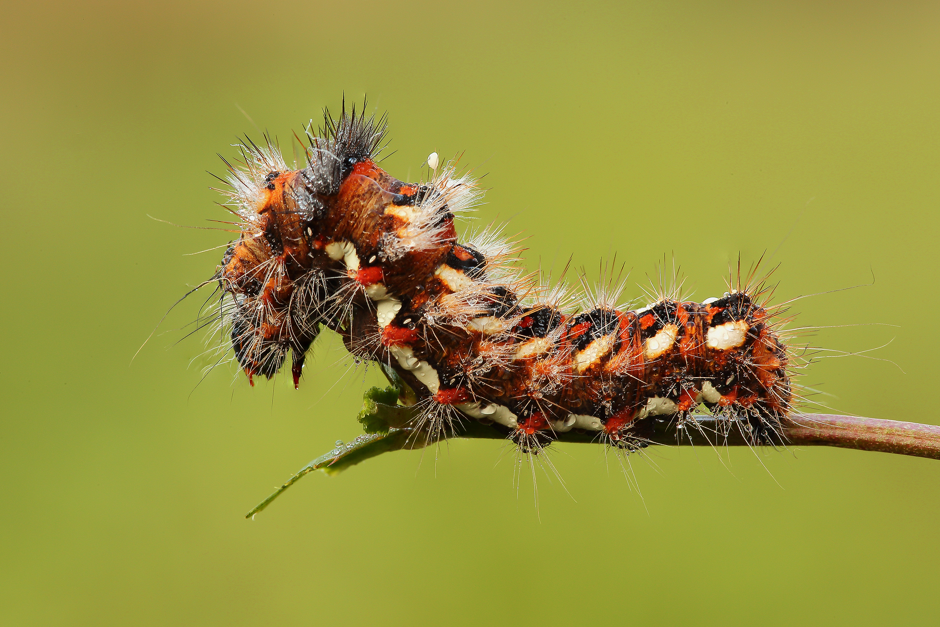Caterpillar Acronicta Rumicis...