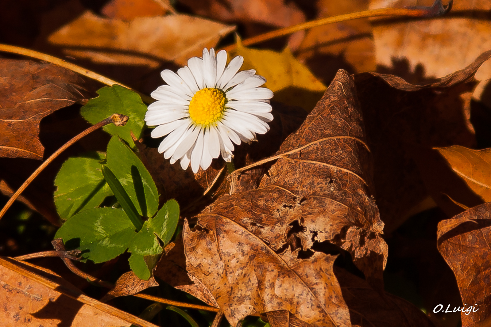 resist autumn...