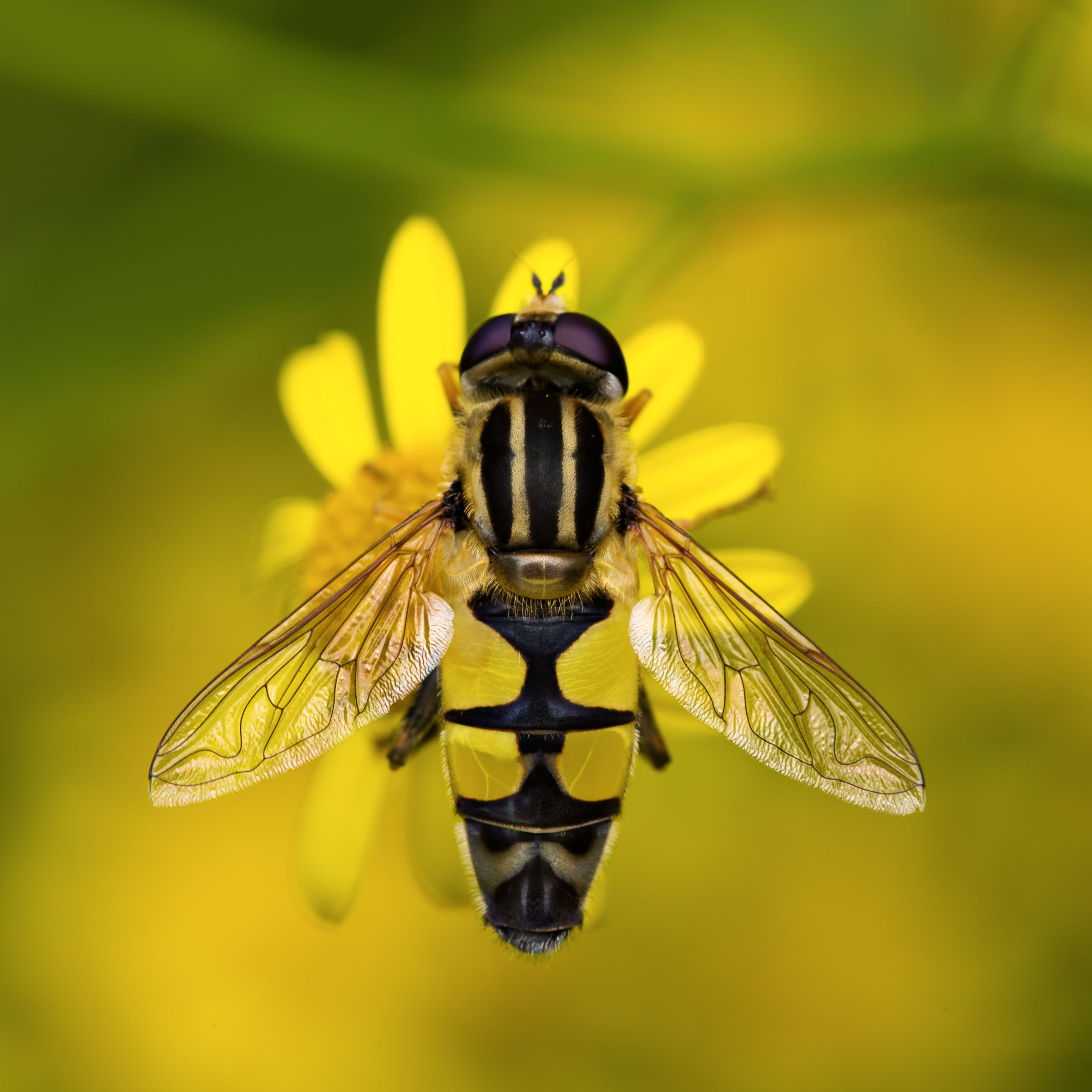 Syrphus Ribesti (Diptera)...