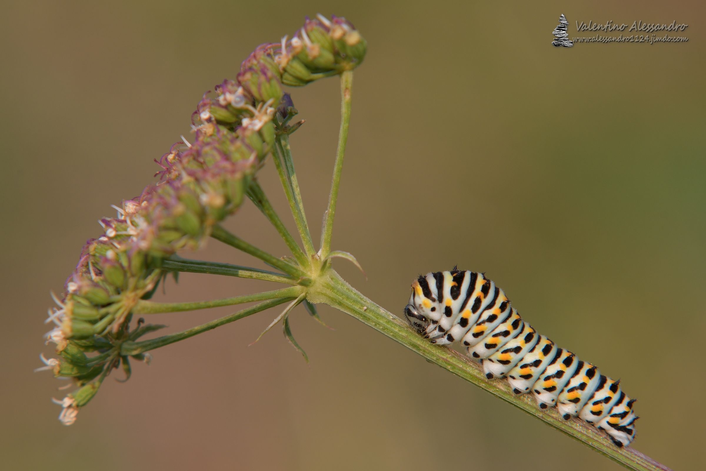 caterpillar of swallowtail...